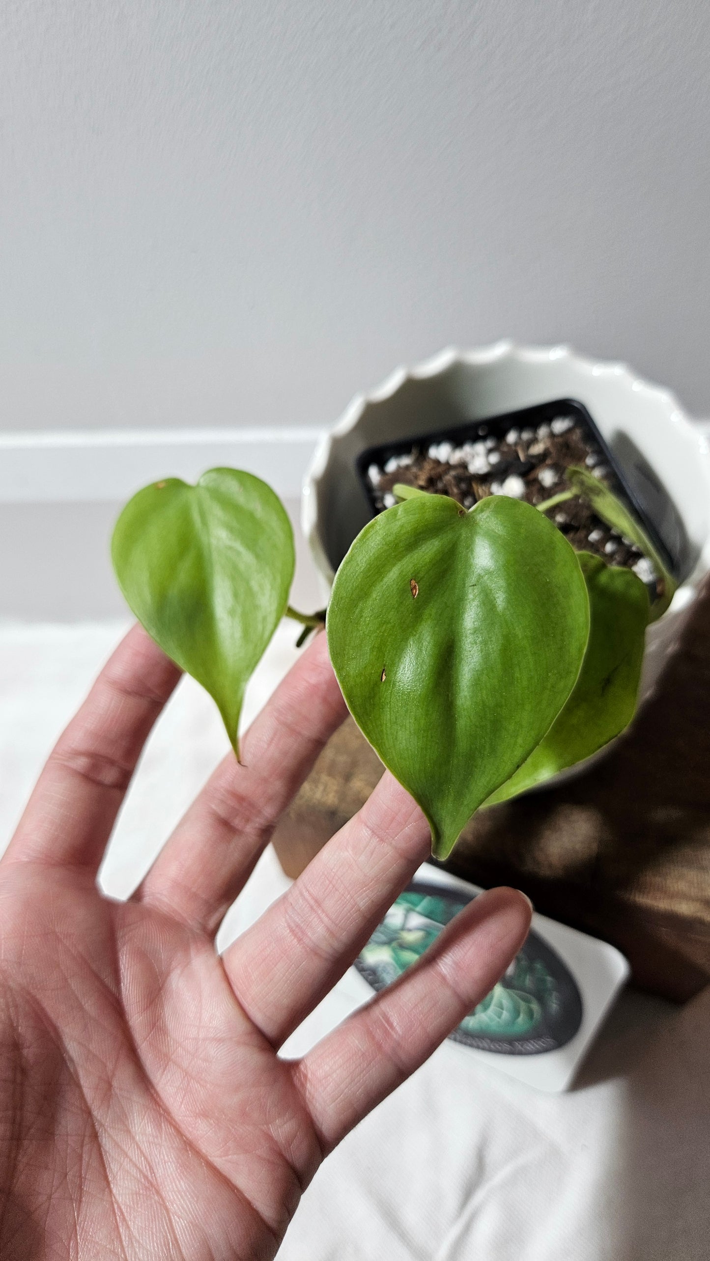 Philodendron Hederaceum Lemon lime (PHI-898)