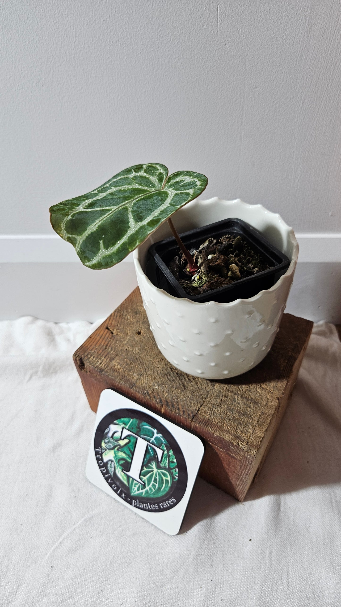 Anthurium Crystallinum Silver Special "format PETIT"(ANT-524)