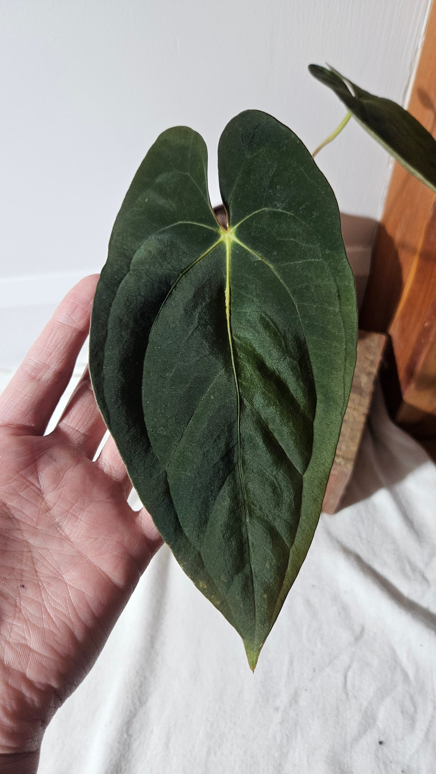 Anthurium Papillilaminum (d'équateur) "format LARGE" (ANT-252)