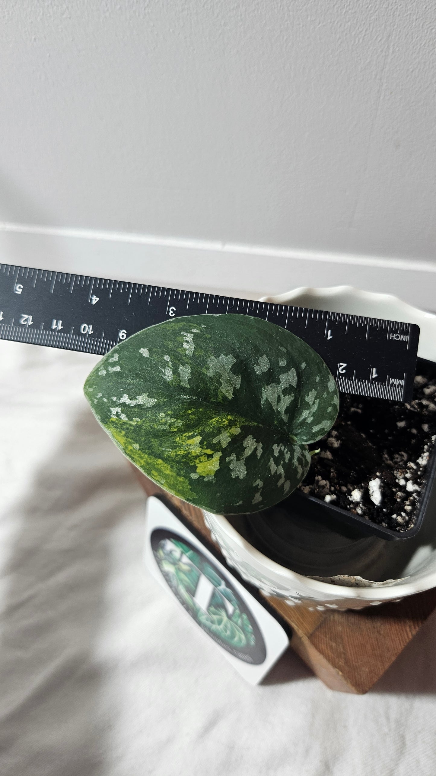 Scindapsus Sentarum (SCI-728)