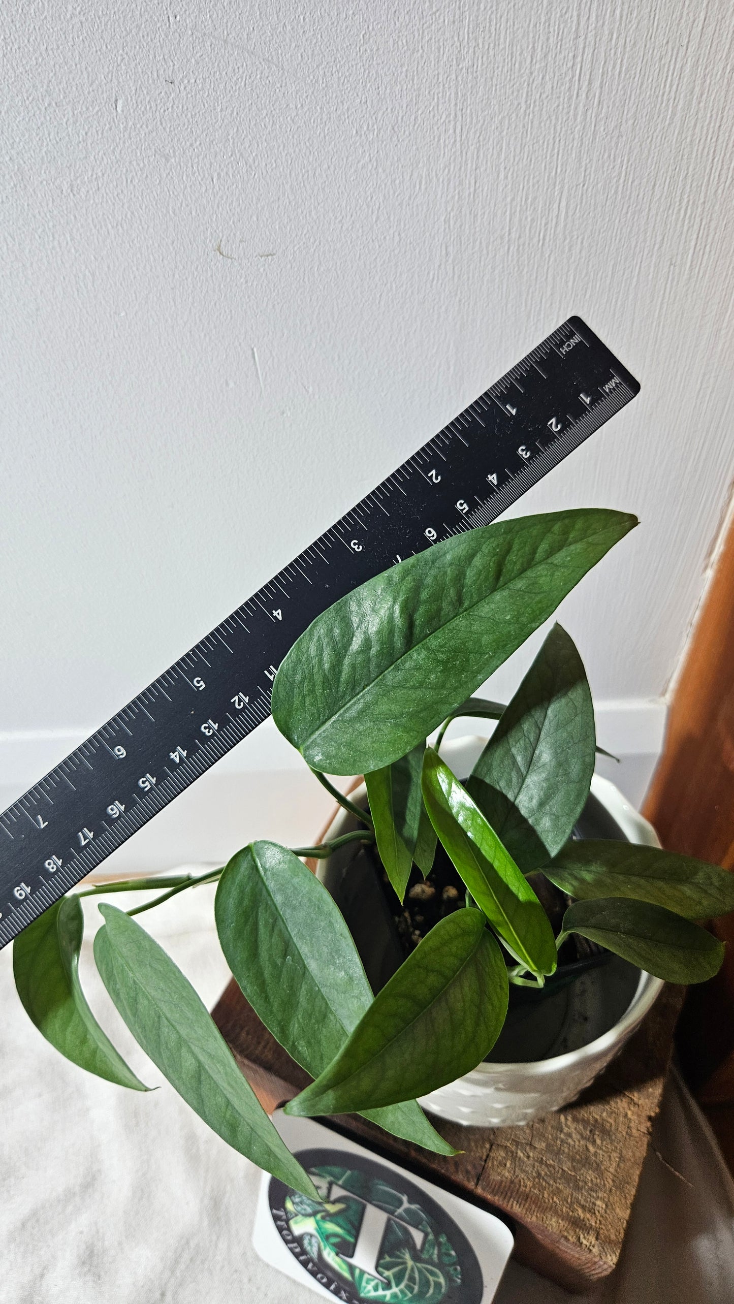 Epipremnum Cebu blue (EPI-155)