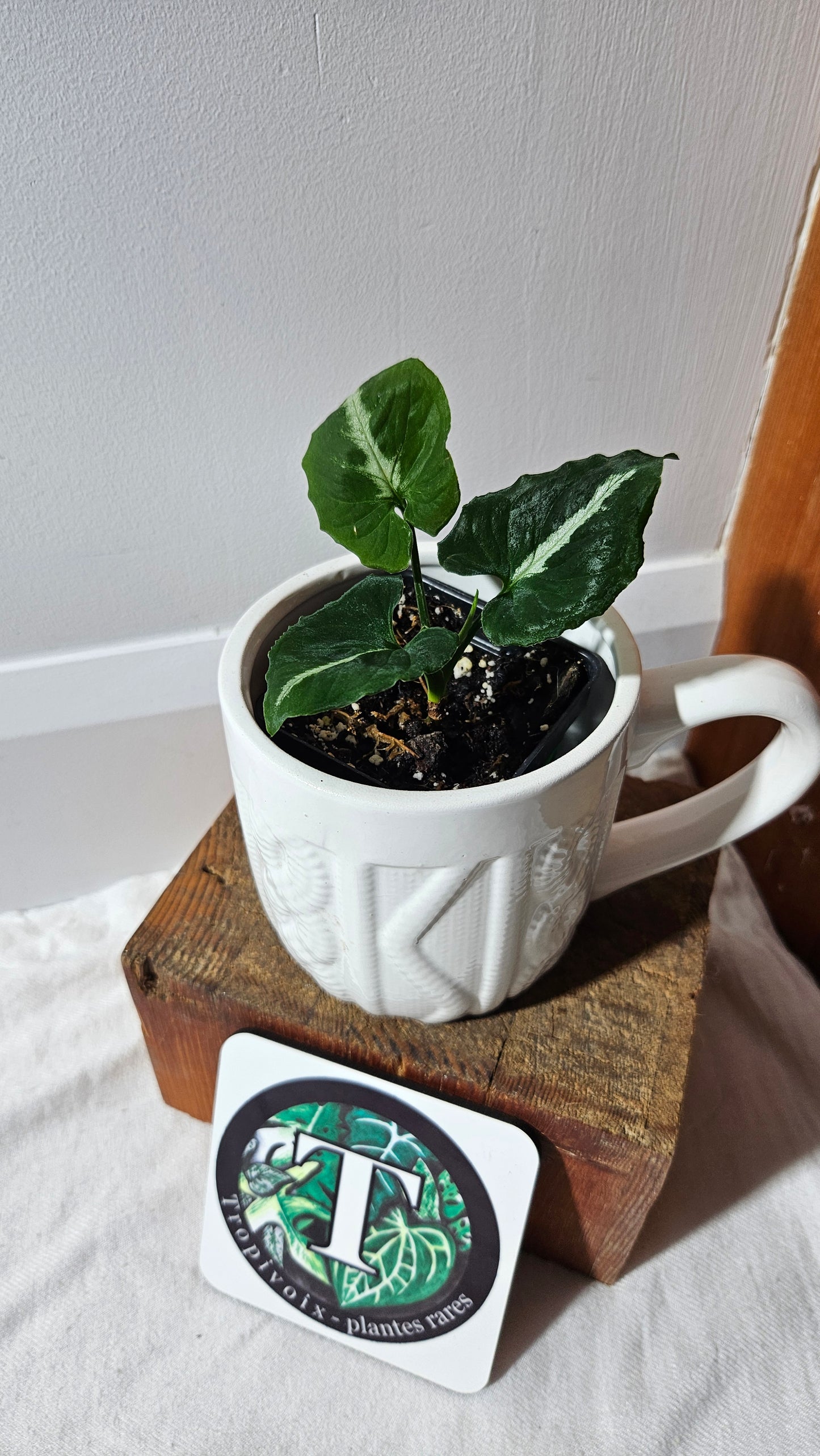 Syngonium Wendlandii "Southern Star"(SYN-317)