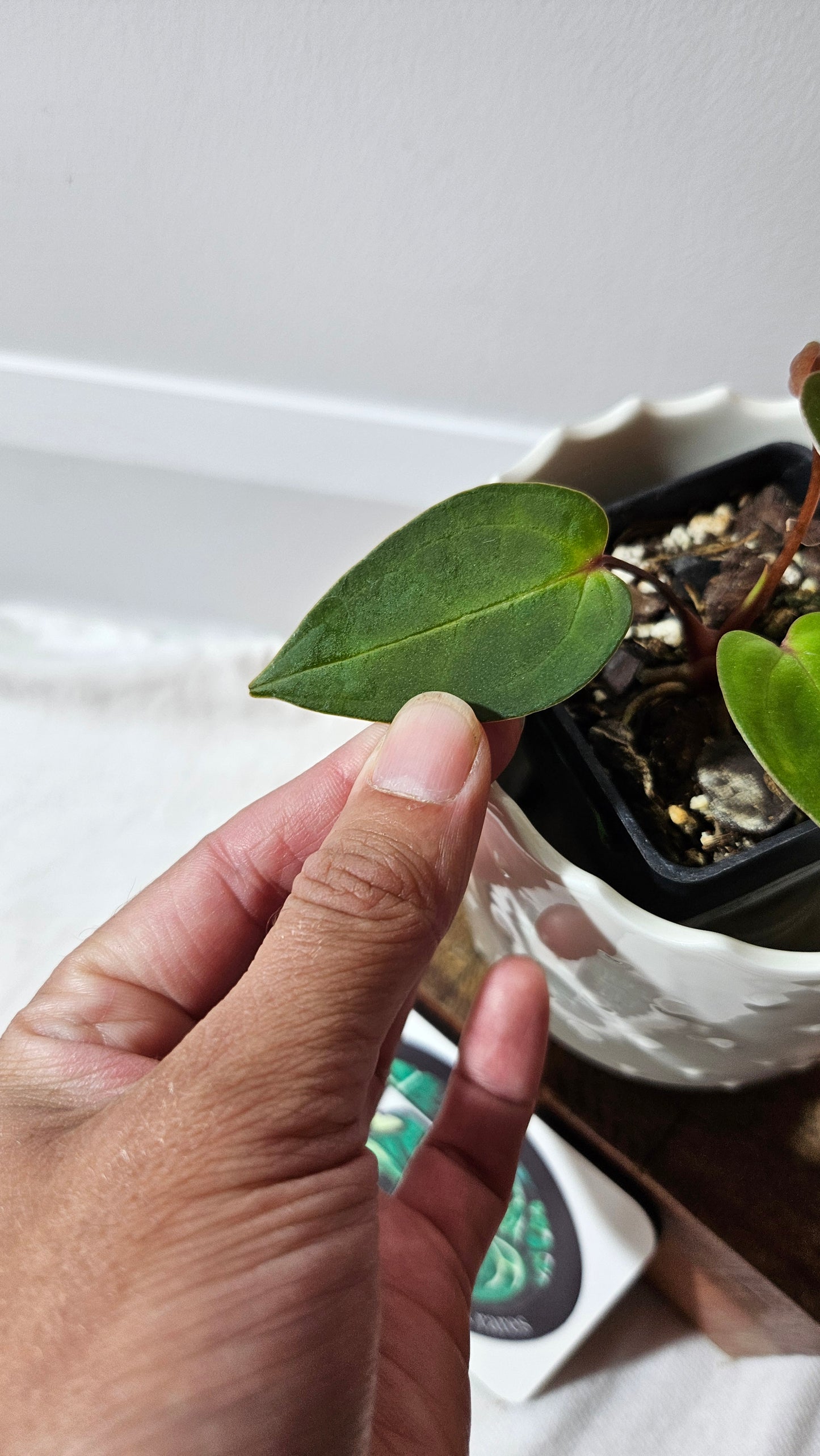 Anthurium Carlablackiae (Indo) X Papillilaminum "format PETIT" (ANT-473)