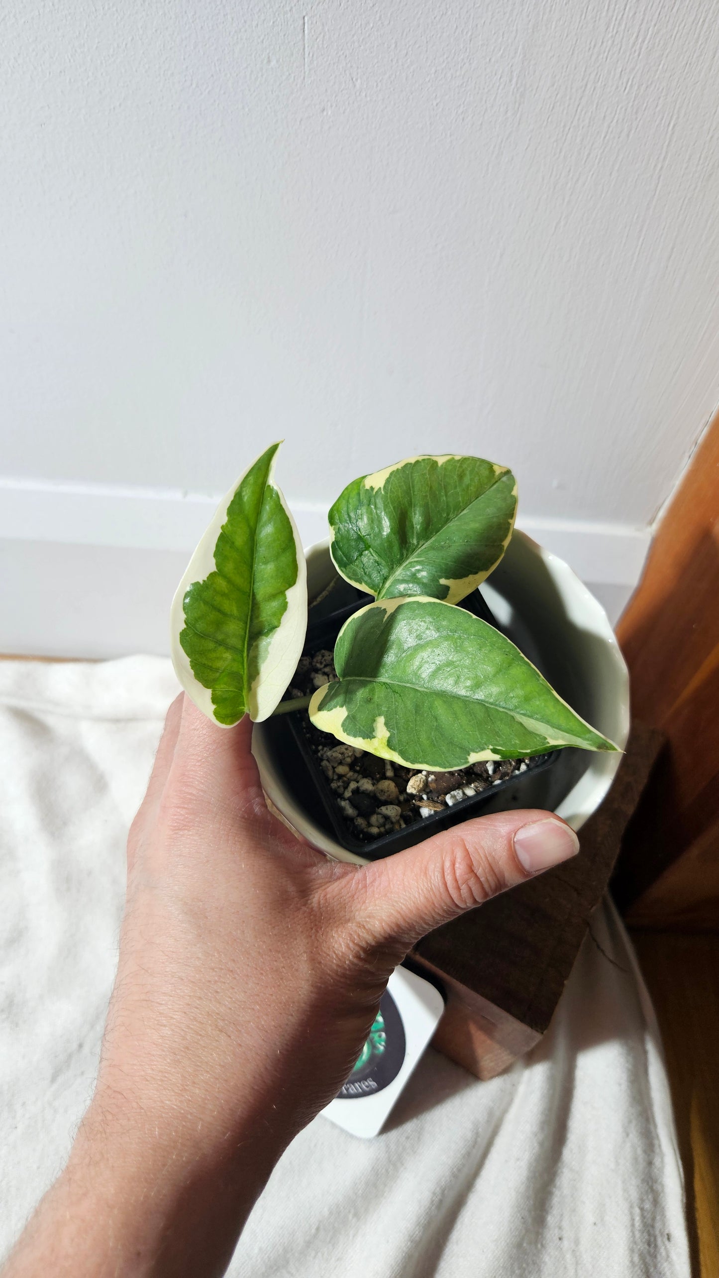 Epipremnum Aureum N'Joy (EPI-207)