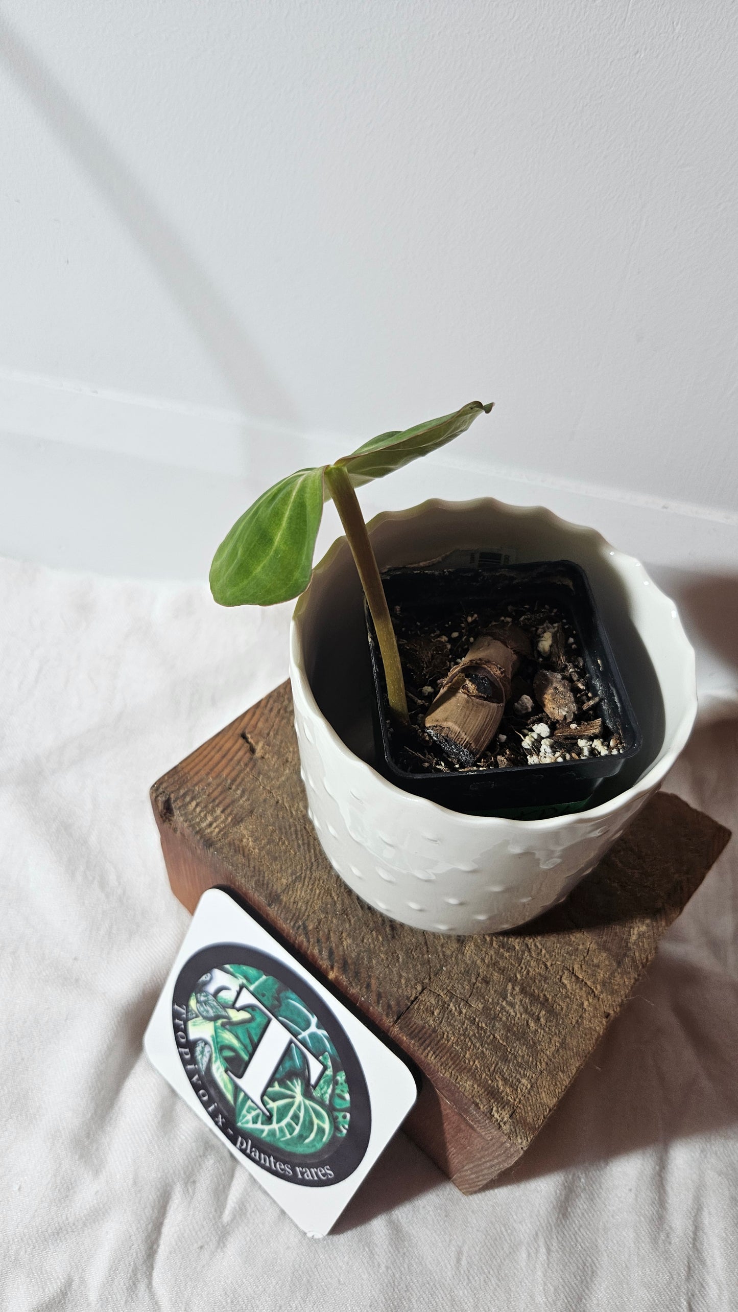 Philodendron Gloriosum x Plowmanii (PHI-795)