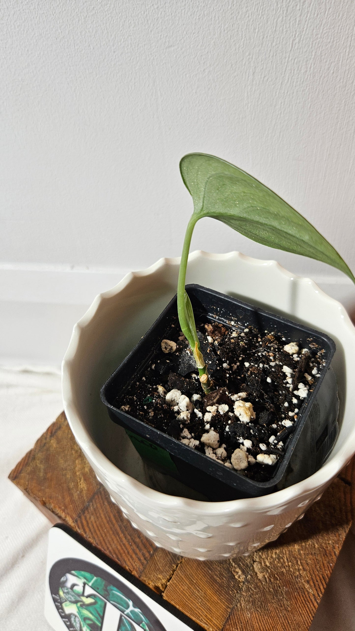 Scindapsus Dark Splash Bornéo (SCI-1037)