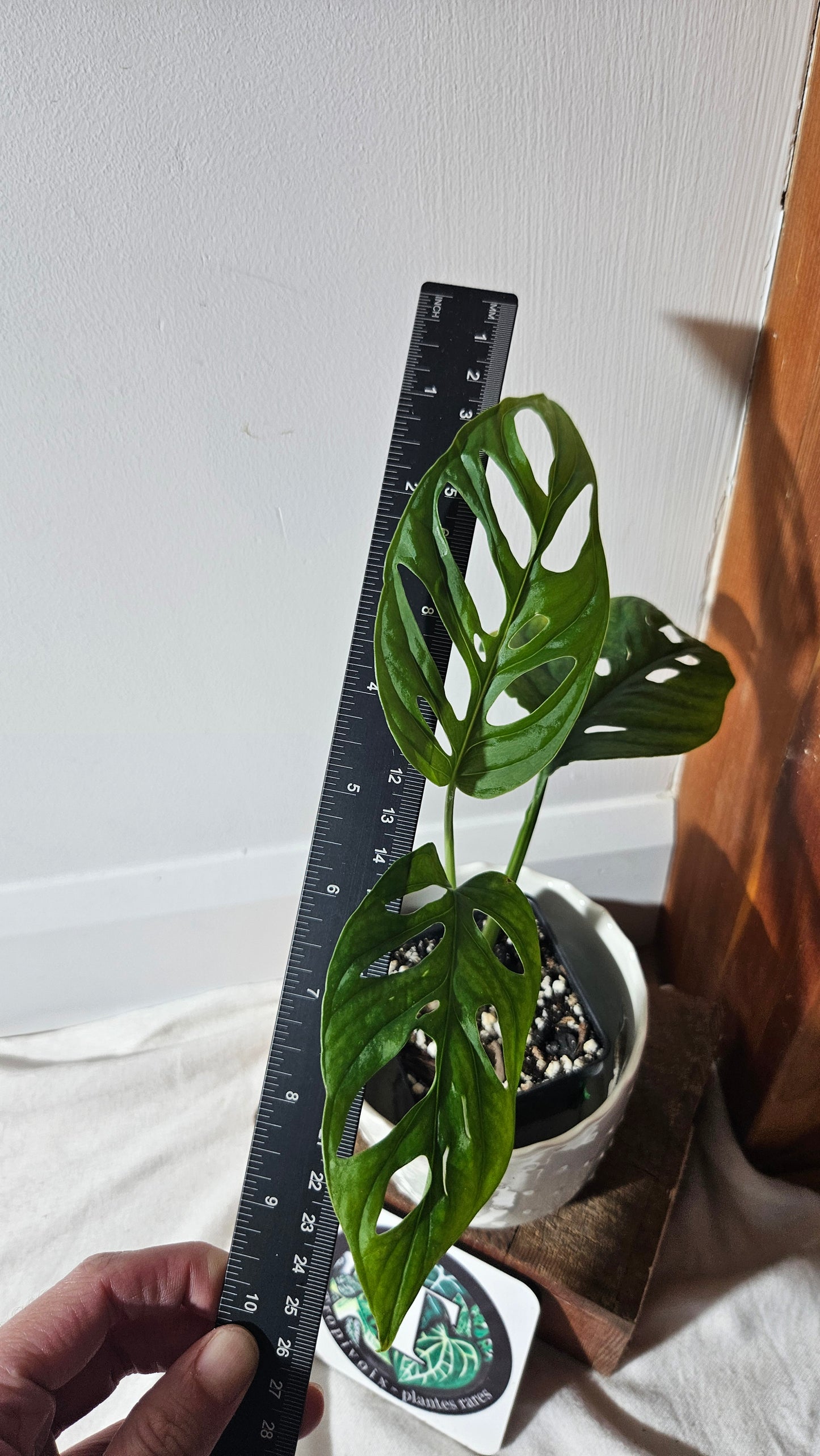 Monstera Laniata (MON-400)