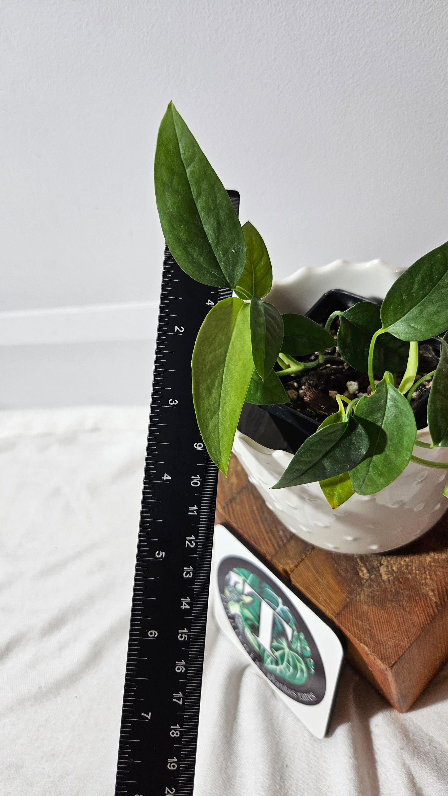 Epipremnum Cebu blue (EPI-173)