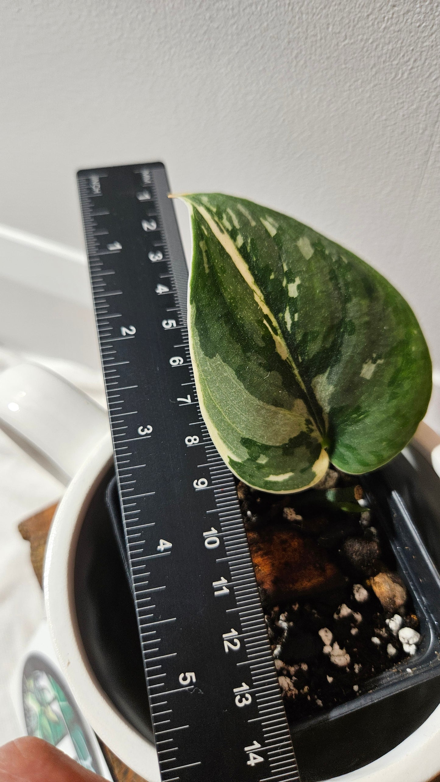 Scindapsus Bunaken (SCI-1182)