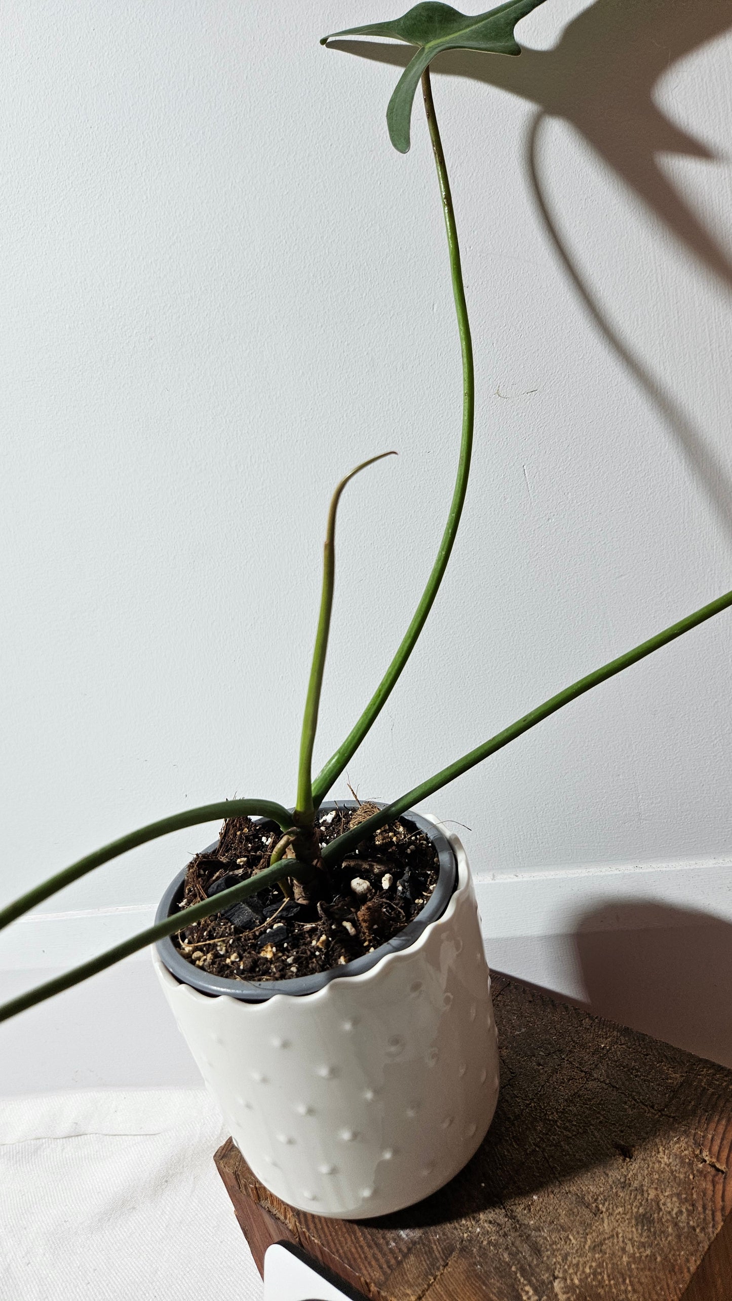 Philodendron Longilobatum (PHI-856)