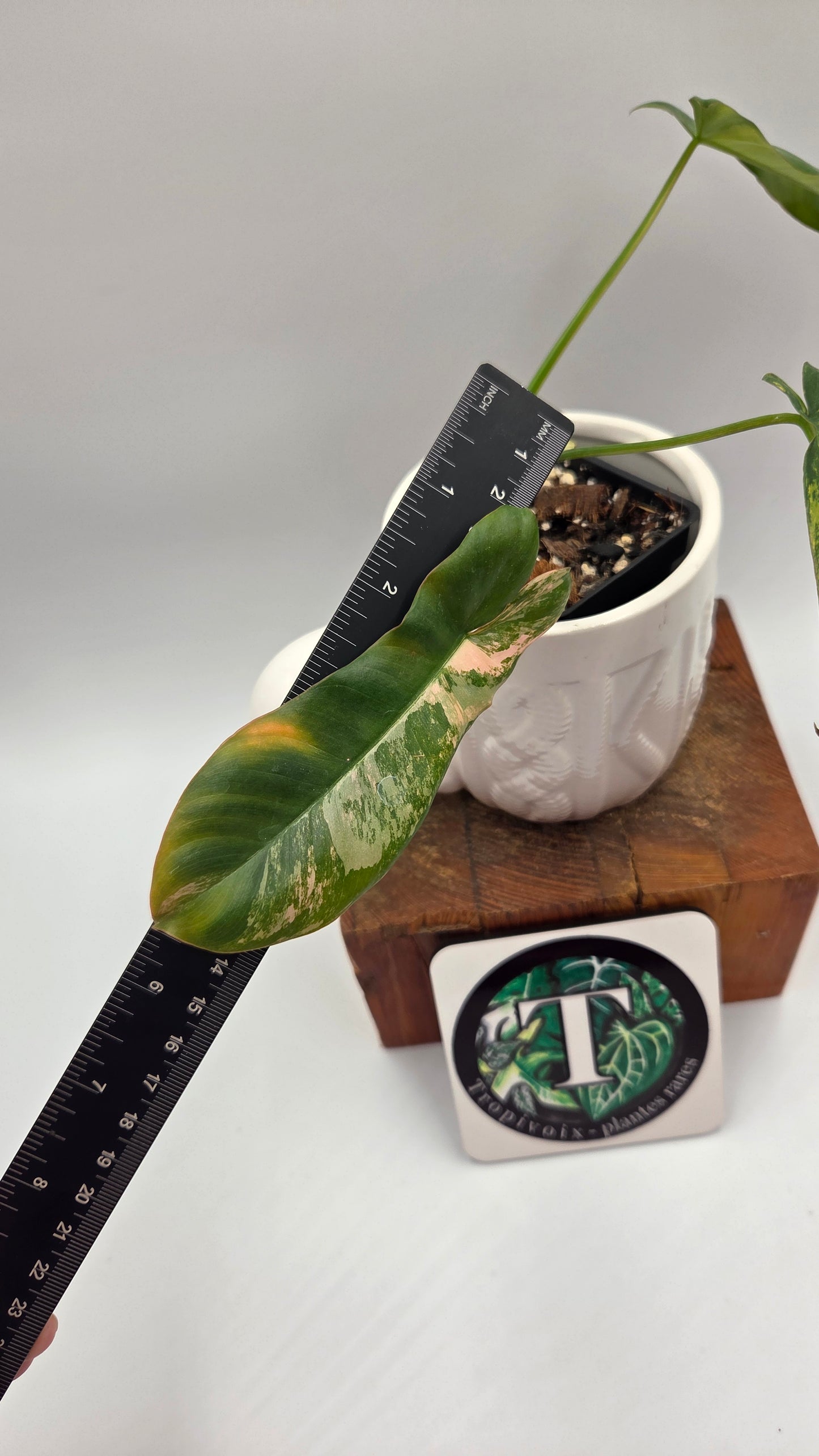 Philodendron Paradise Beauty (FloridaBeautyXParaiso Verde)(PHI-1022)
