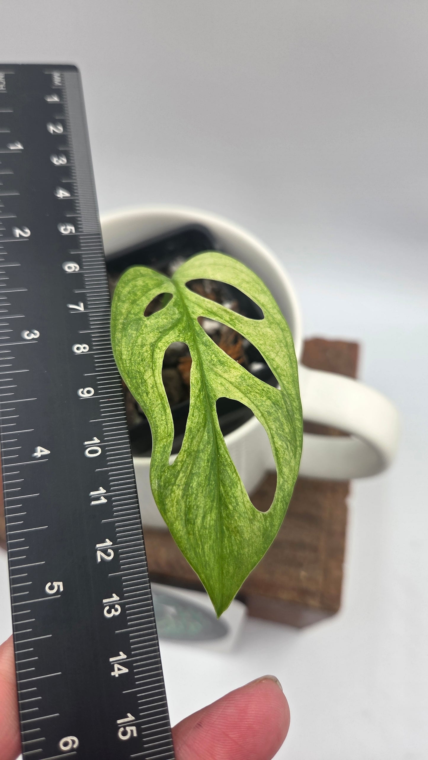 Monstera Andasonii Archipelago Ghost (MON-571)
