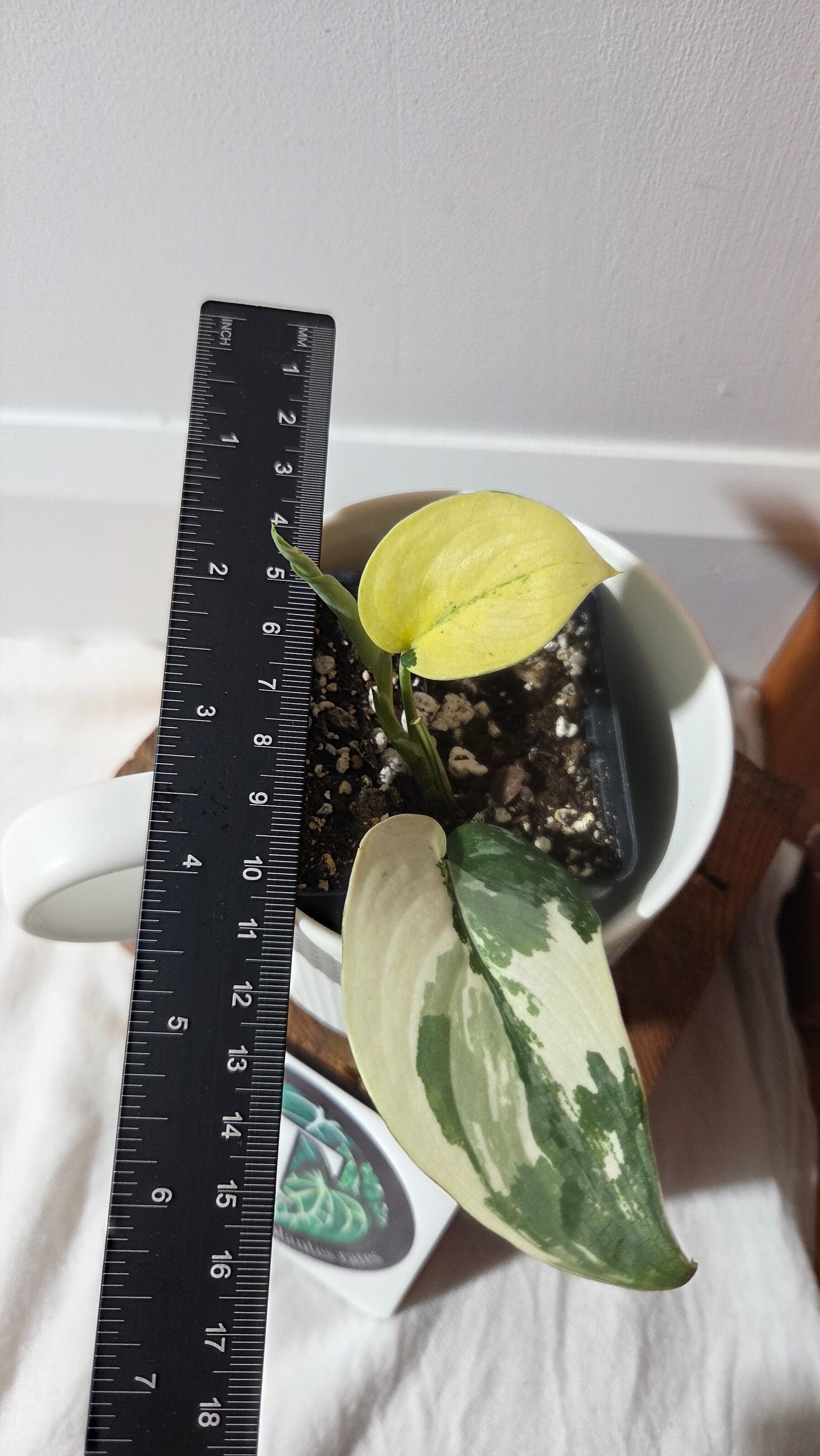 Scindapsus Silver Tattoo Variegata (SCI-1360)