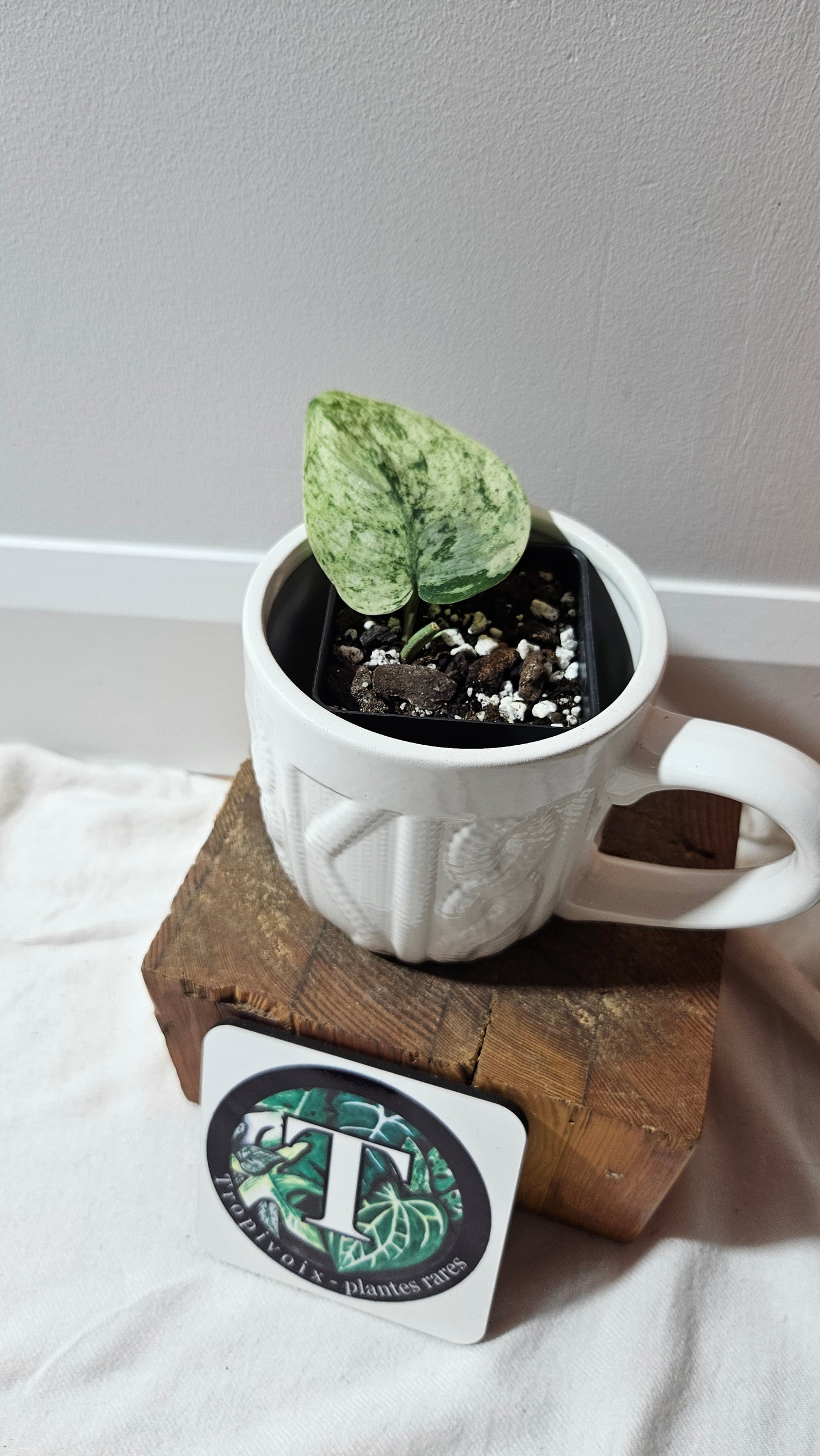 Scindapsus Silver Cloud variegata (SCI-1237)