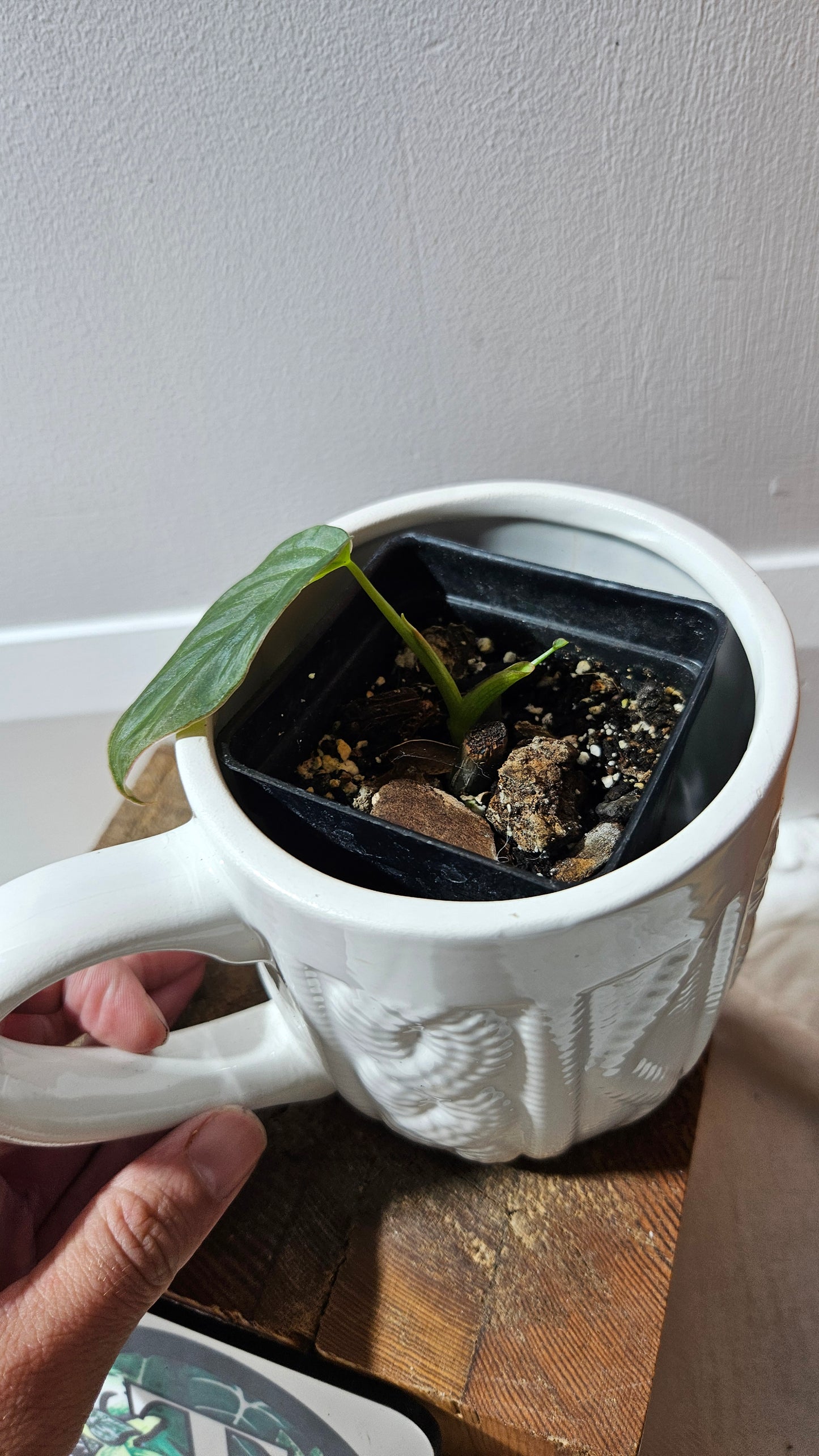 Philodendron Glorious (PHI-467)