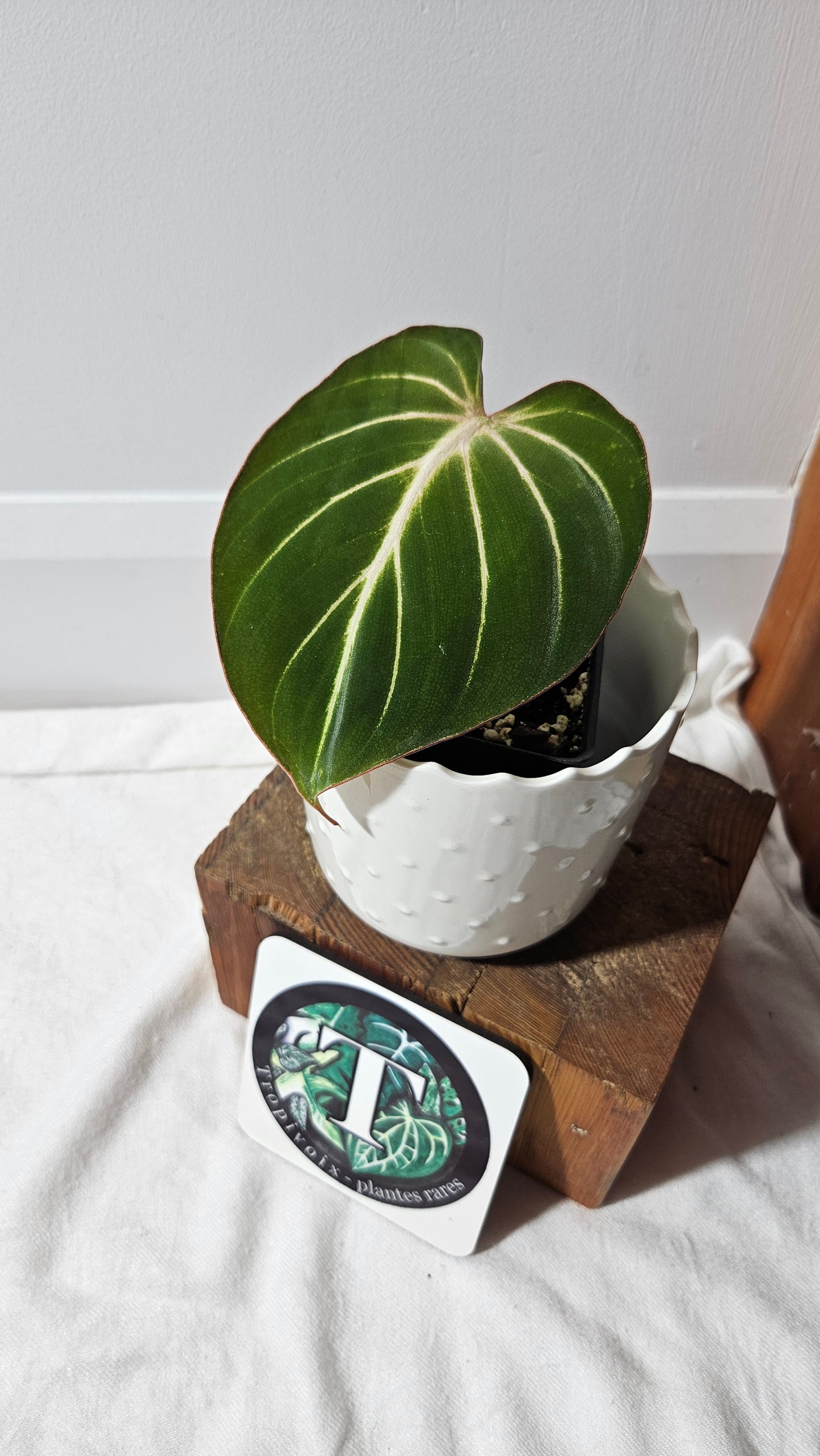 Philodendron Gloriosum Radiante (PHI-814)