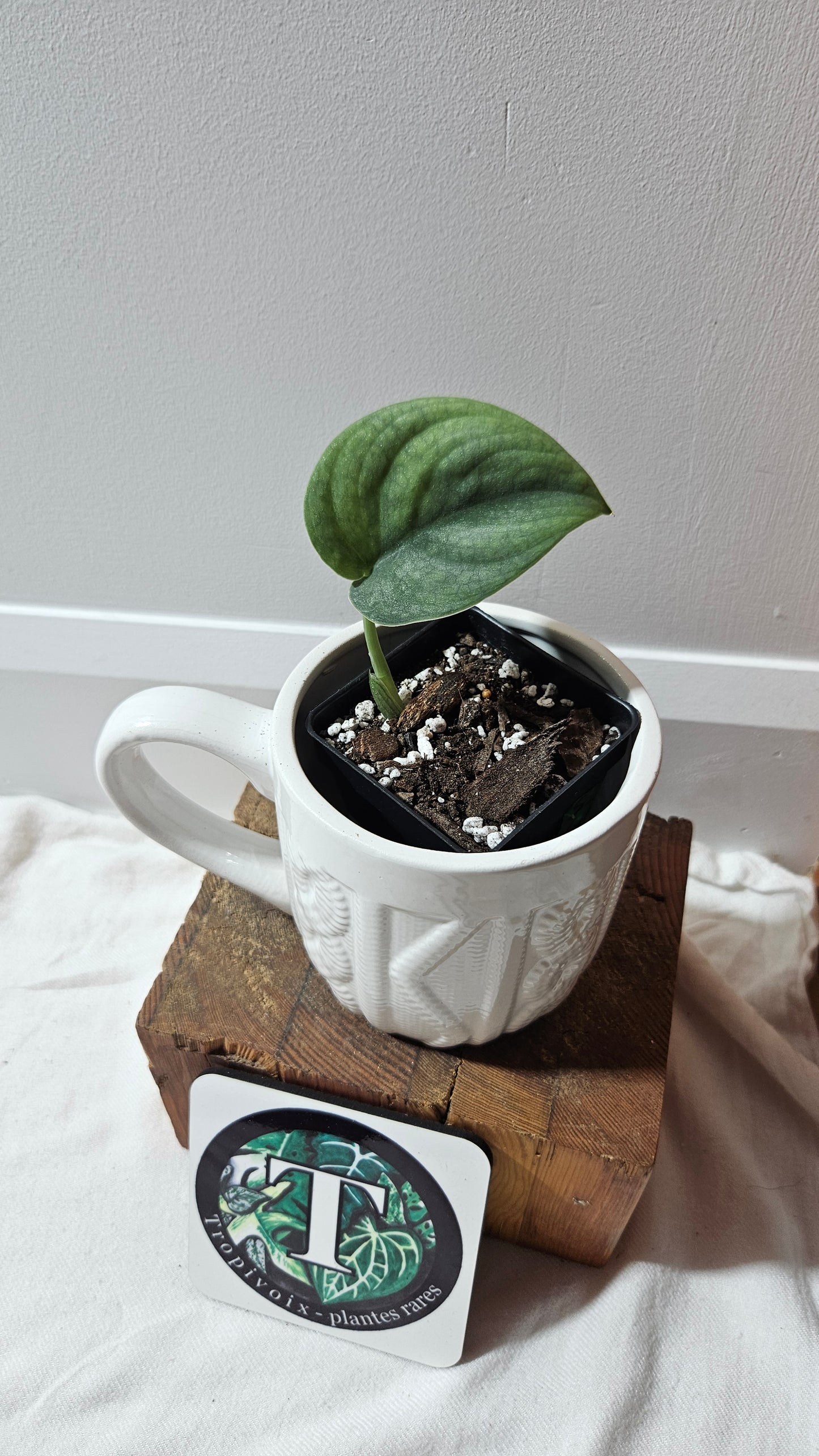 Scindapsus Dark Splash Bornéo (SCI-1219)