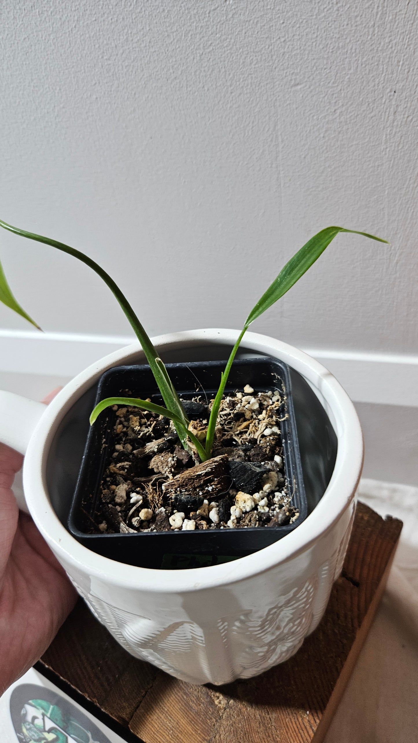 Philodendron Holtonianum Super Narrow (PHI-648)