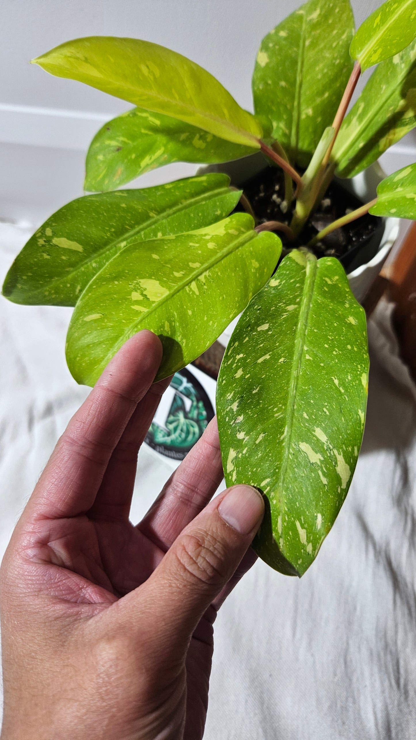 Philodendron Golden Goldness (PHI-919)