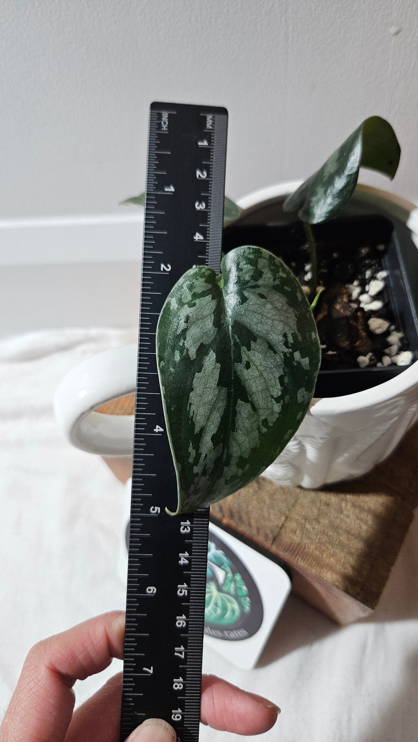 Scindapsus Black Exotica (SCI-1142)
