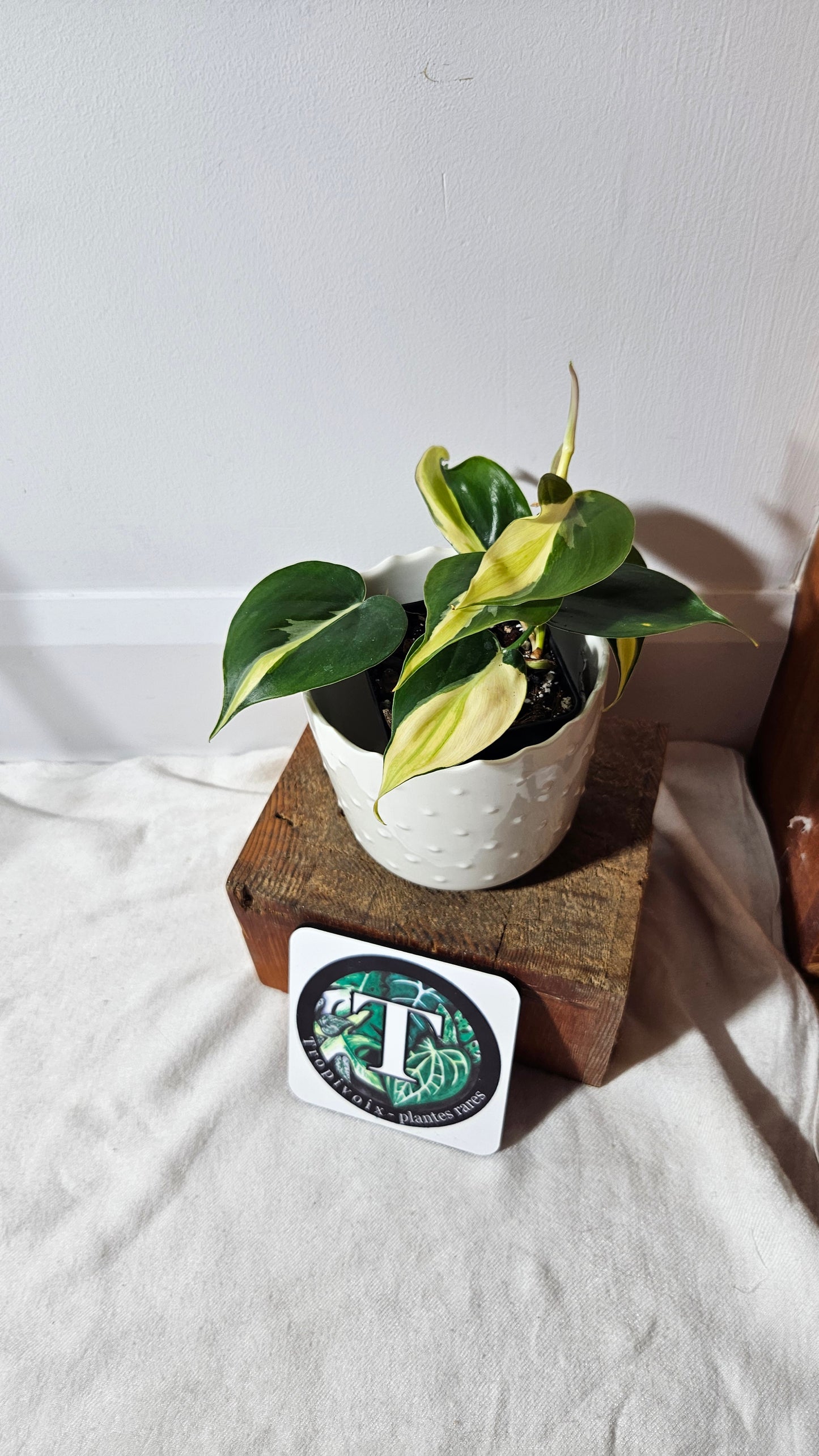 Philodendron Hederaceum Silver Stripe (PHI-734)