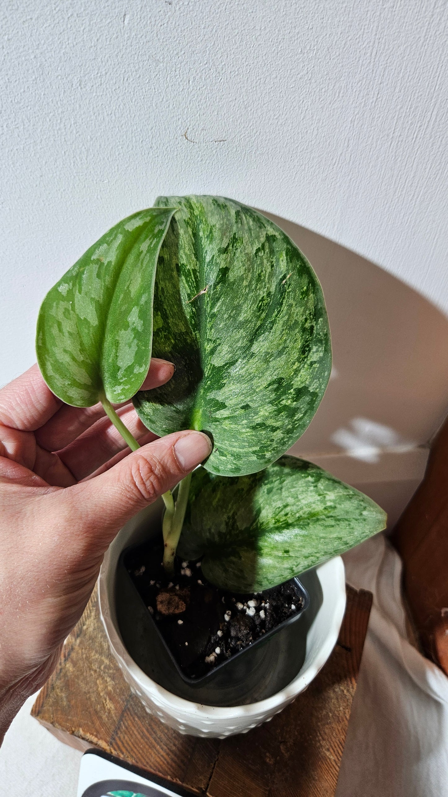 Scindapsus Hologram (SCI-973)
