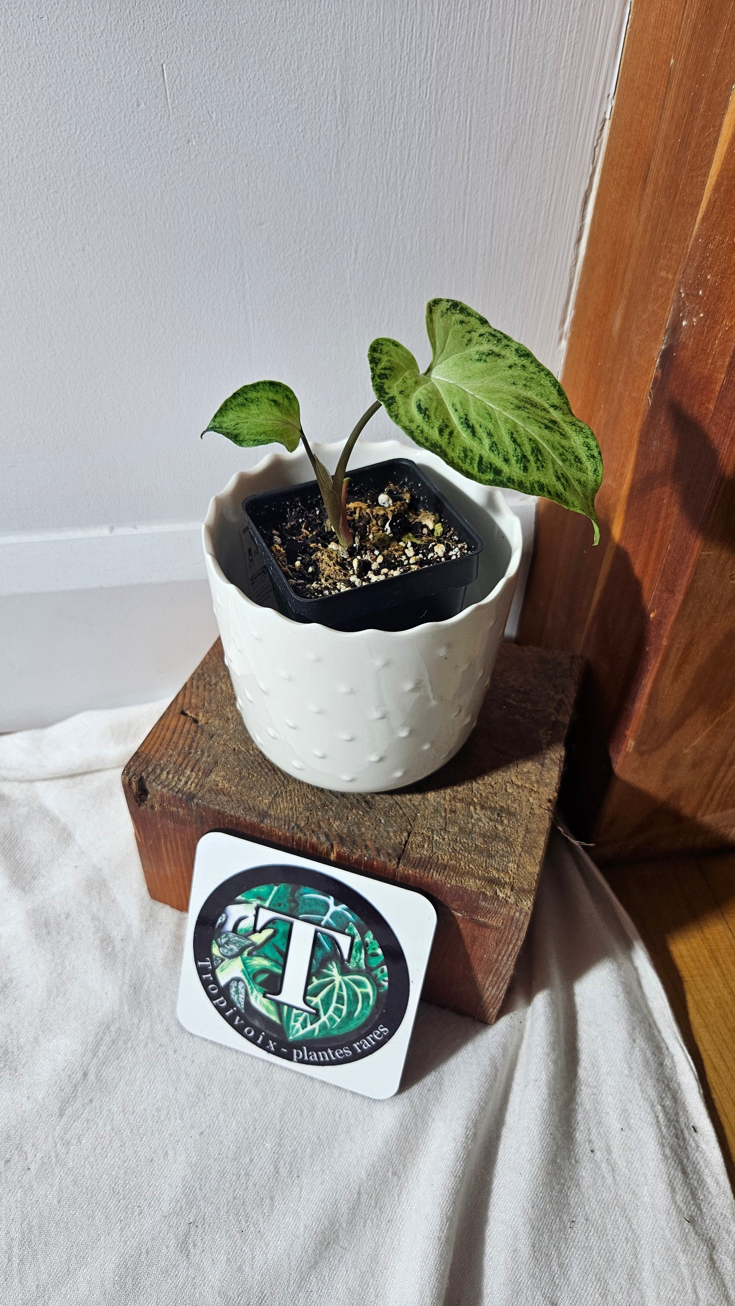 Syngonium Batik (SYN-416)