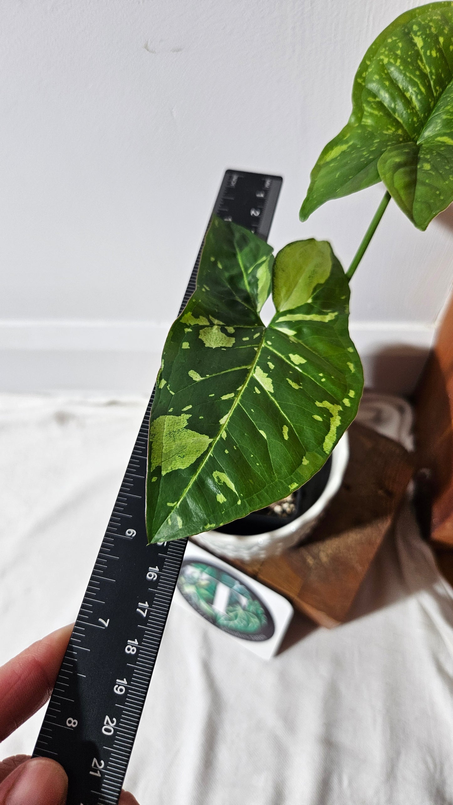 Syngonium Panda/Indo (SYN-448)