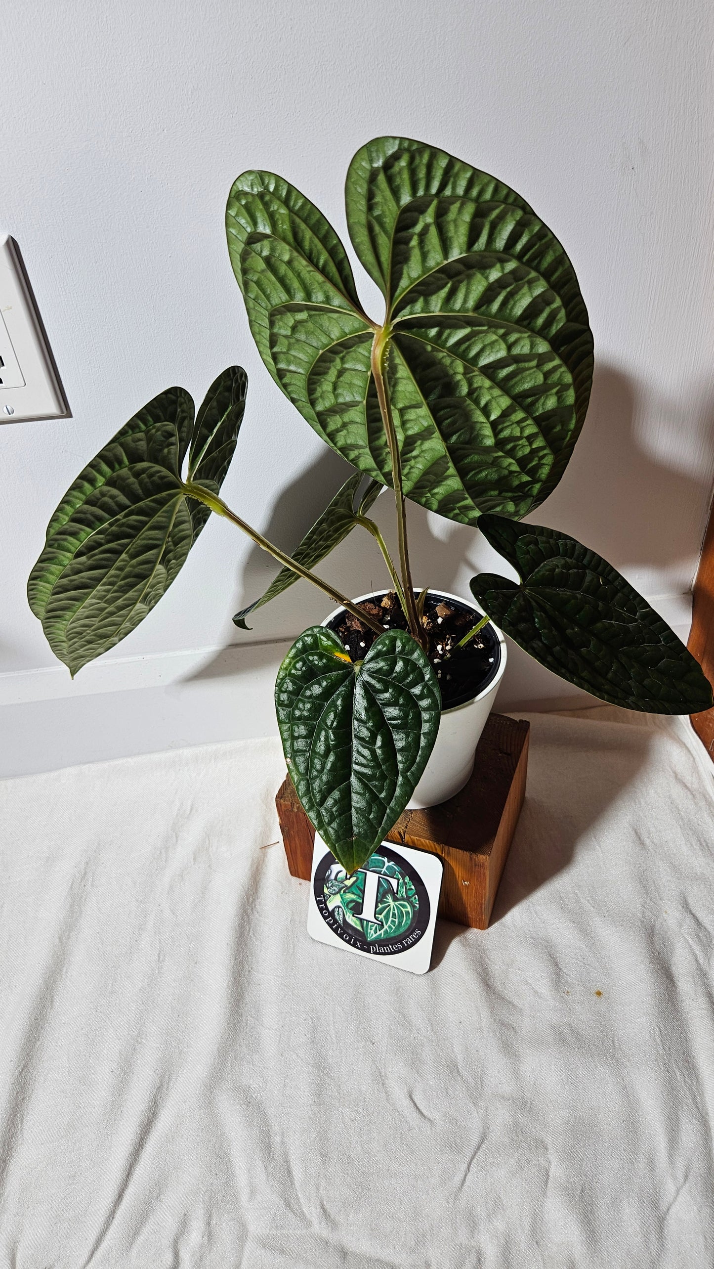 Anthurium Luxurians Dark "format XLARGE" (ANT-419)