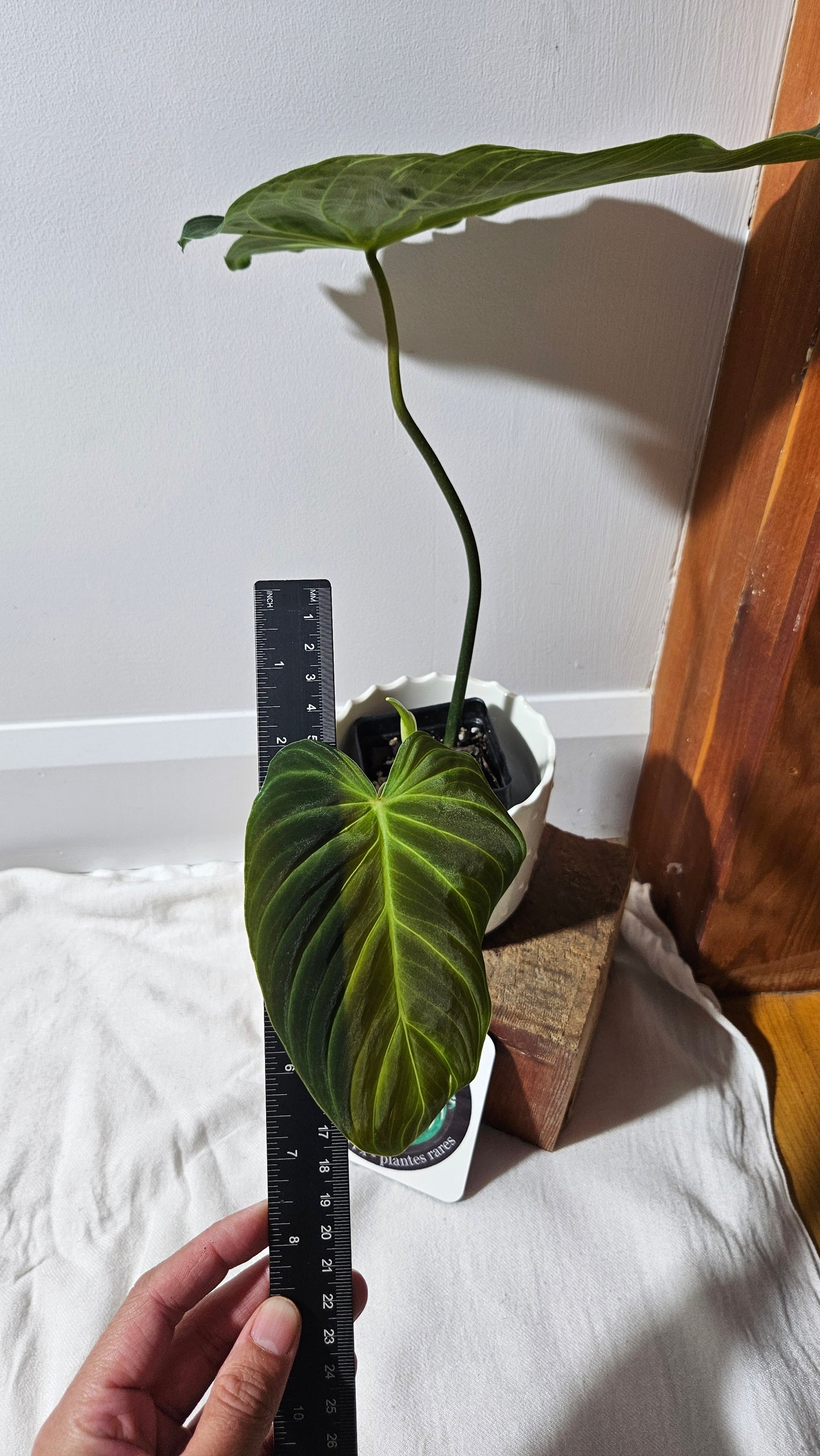 Philodendron Splendide "format LARGE" (PHI-923)
