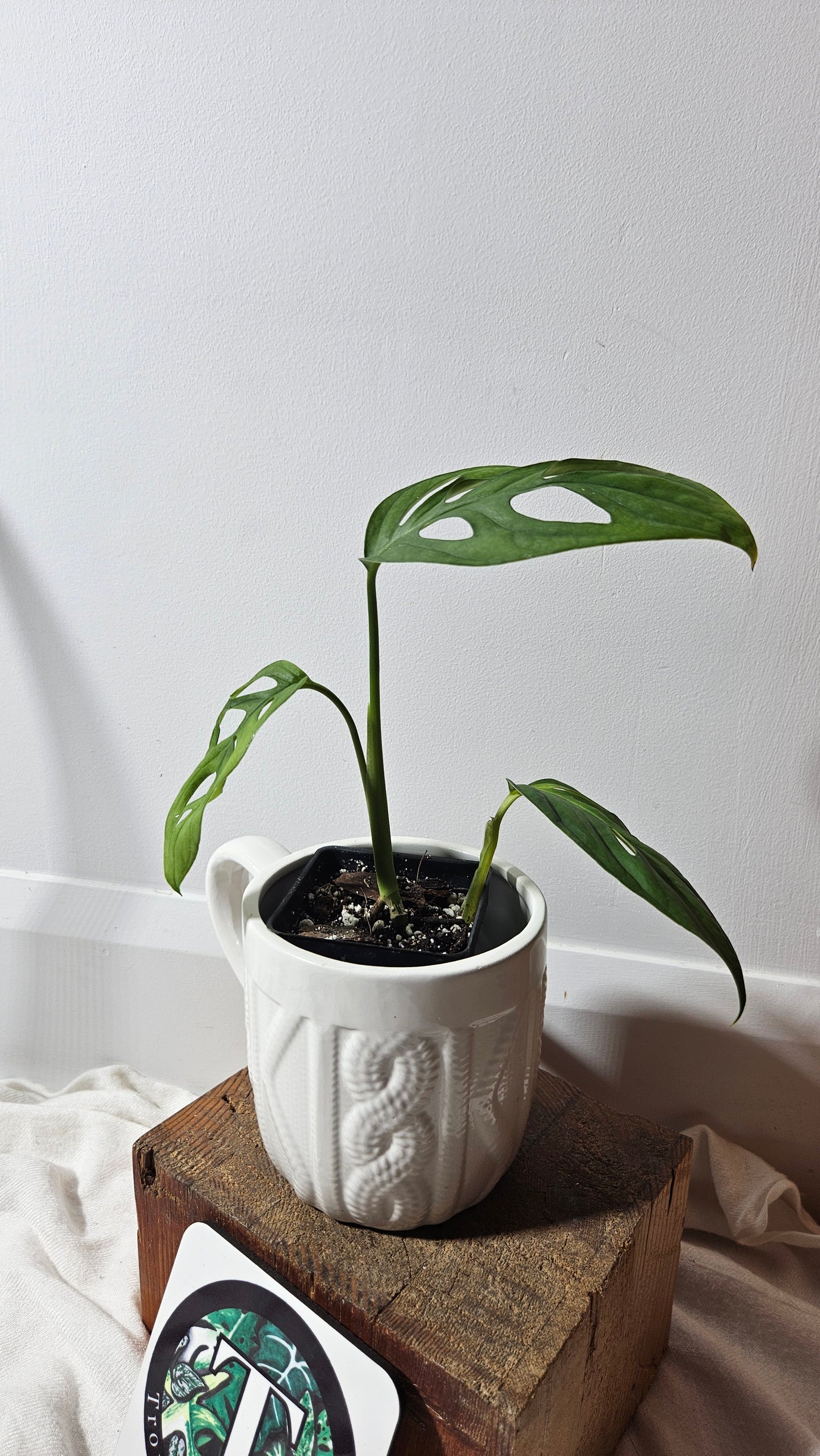 Monstera Obliqua Aff Muyuna Round (MON-275)