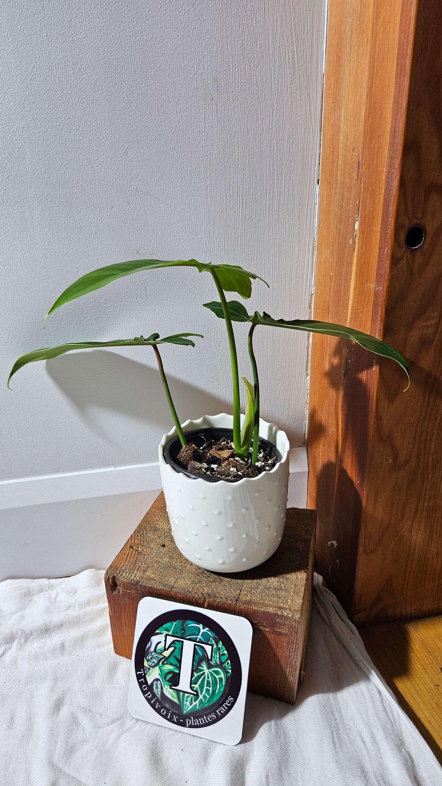 Philodendron Florida Beauty X Bob Cee REVERT(PHI-892)