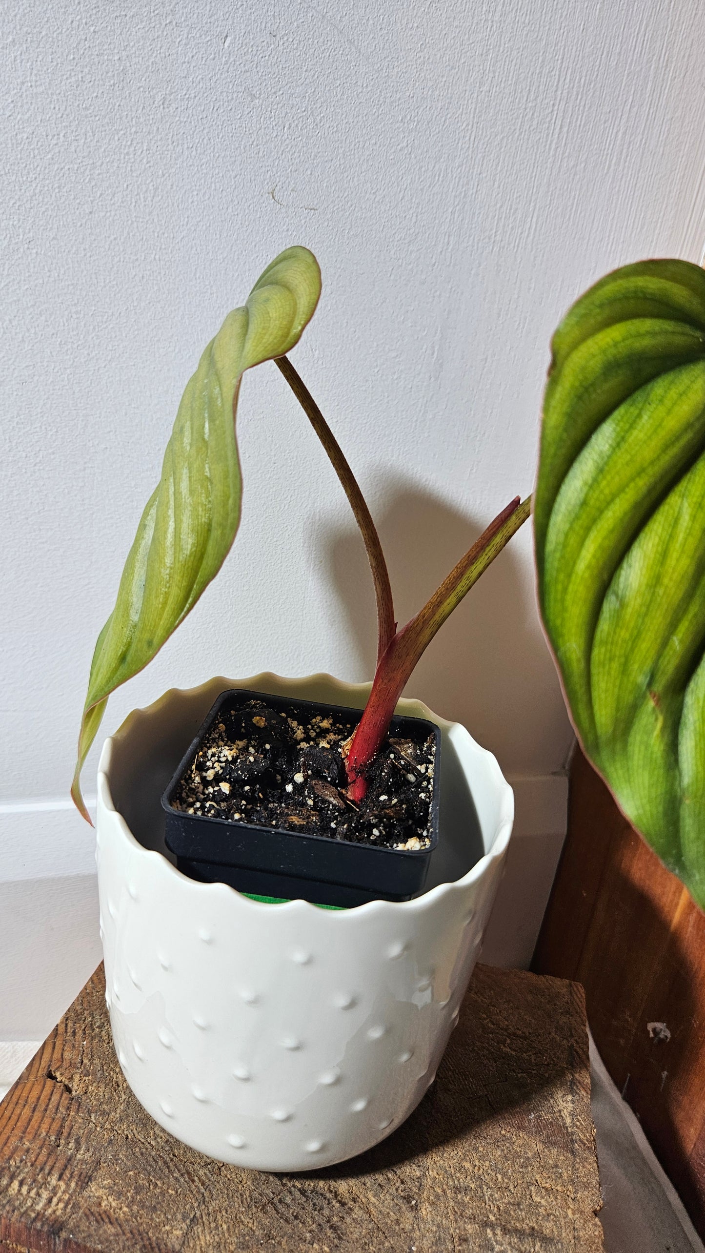 Philodendron Aff Colombia (PHI-720)