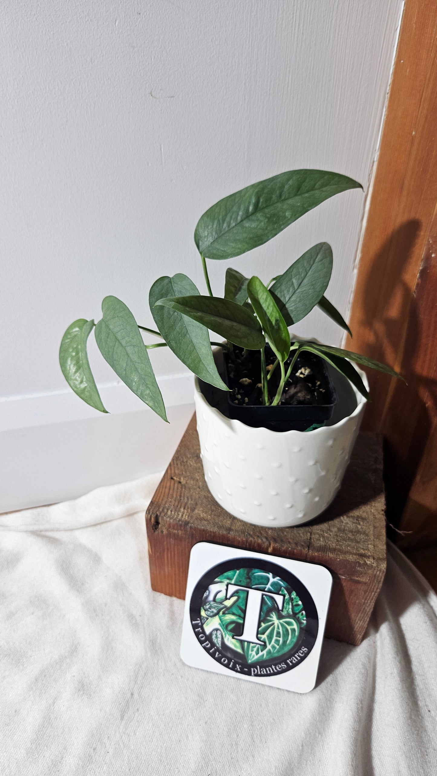 Epipremnum Cebu blue (EPI-155)
