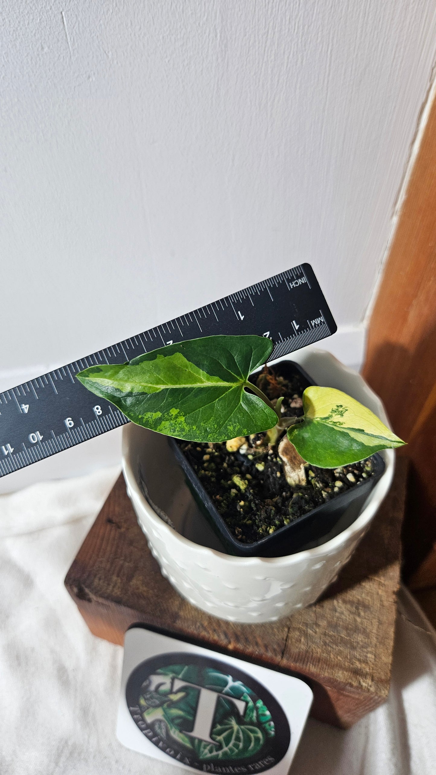 Syngonium Aurea (SYN-412)