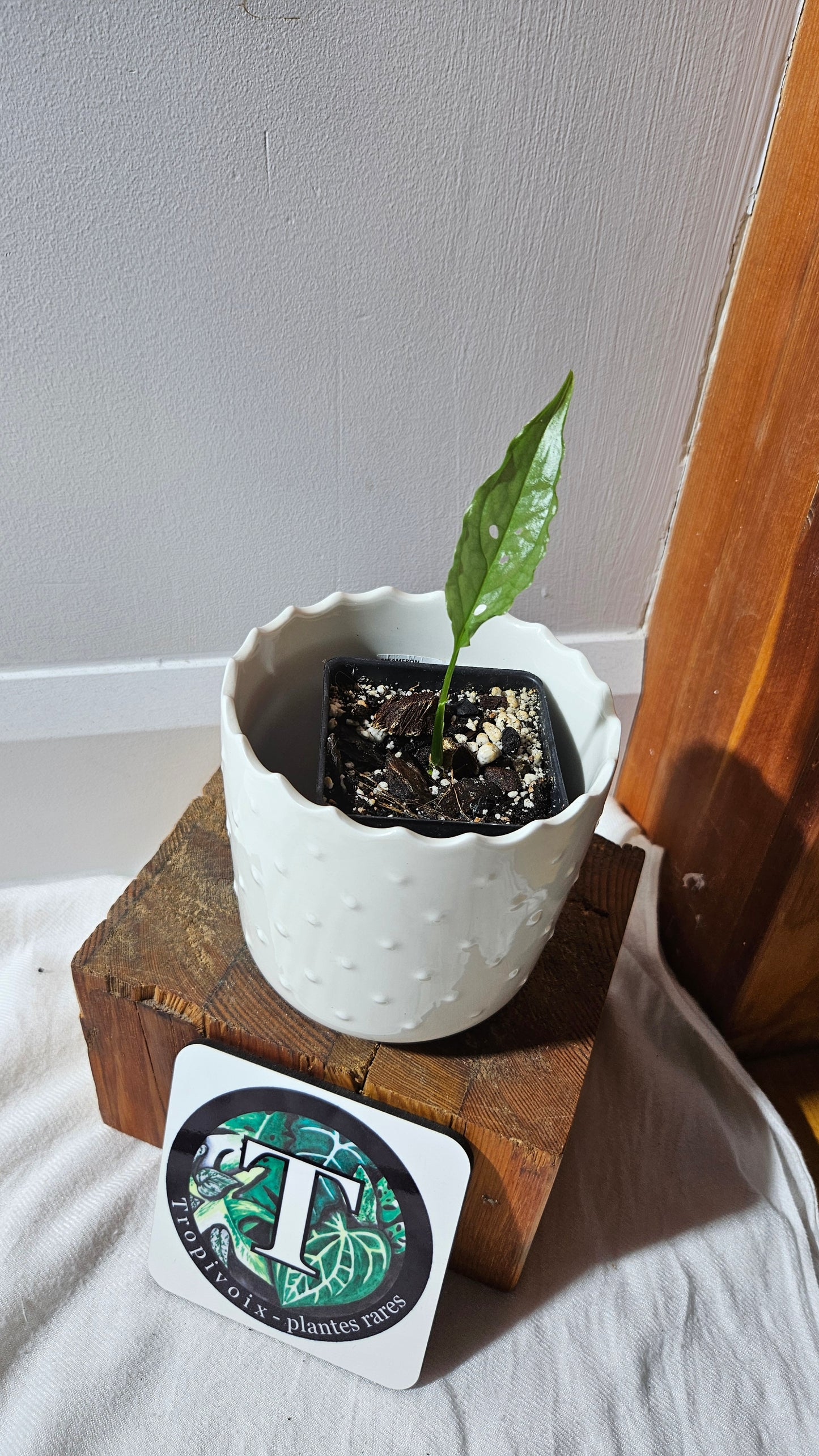 Monstera Obliqua Peru (MON-424)