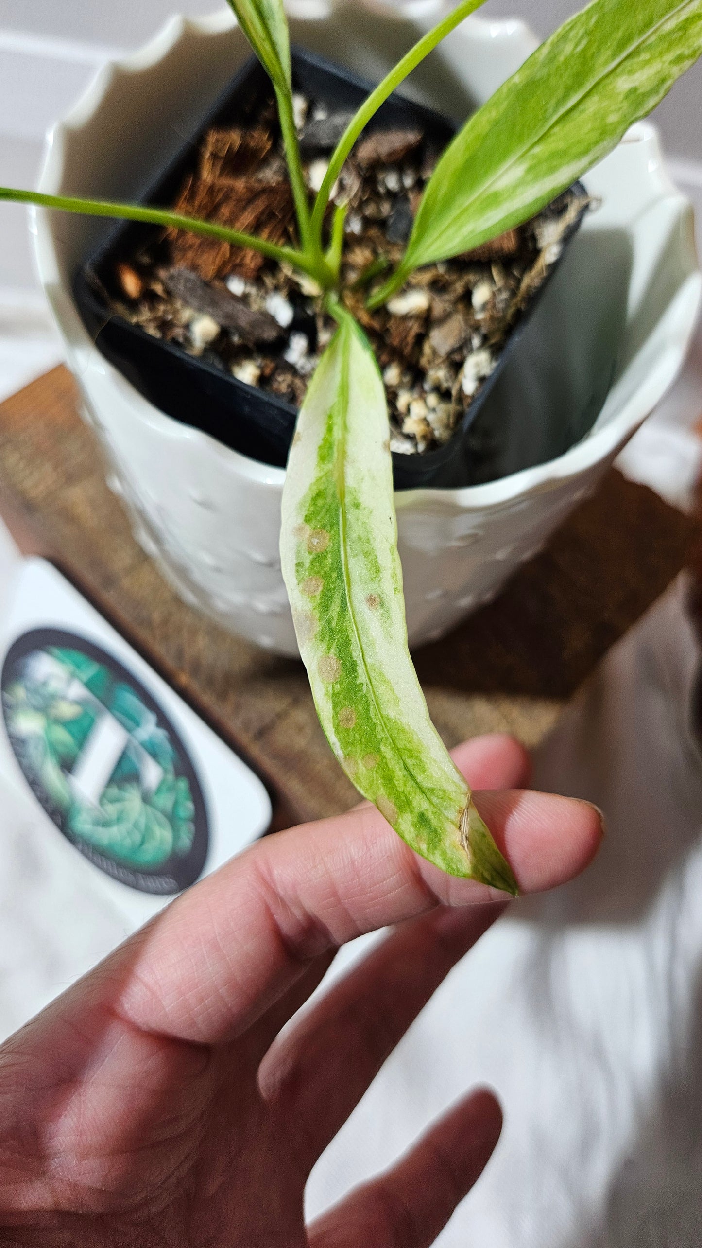 Anthurium Vittarifolium Variegata "format PETIT" (ANT-445)