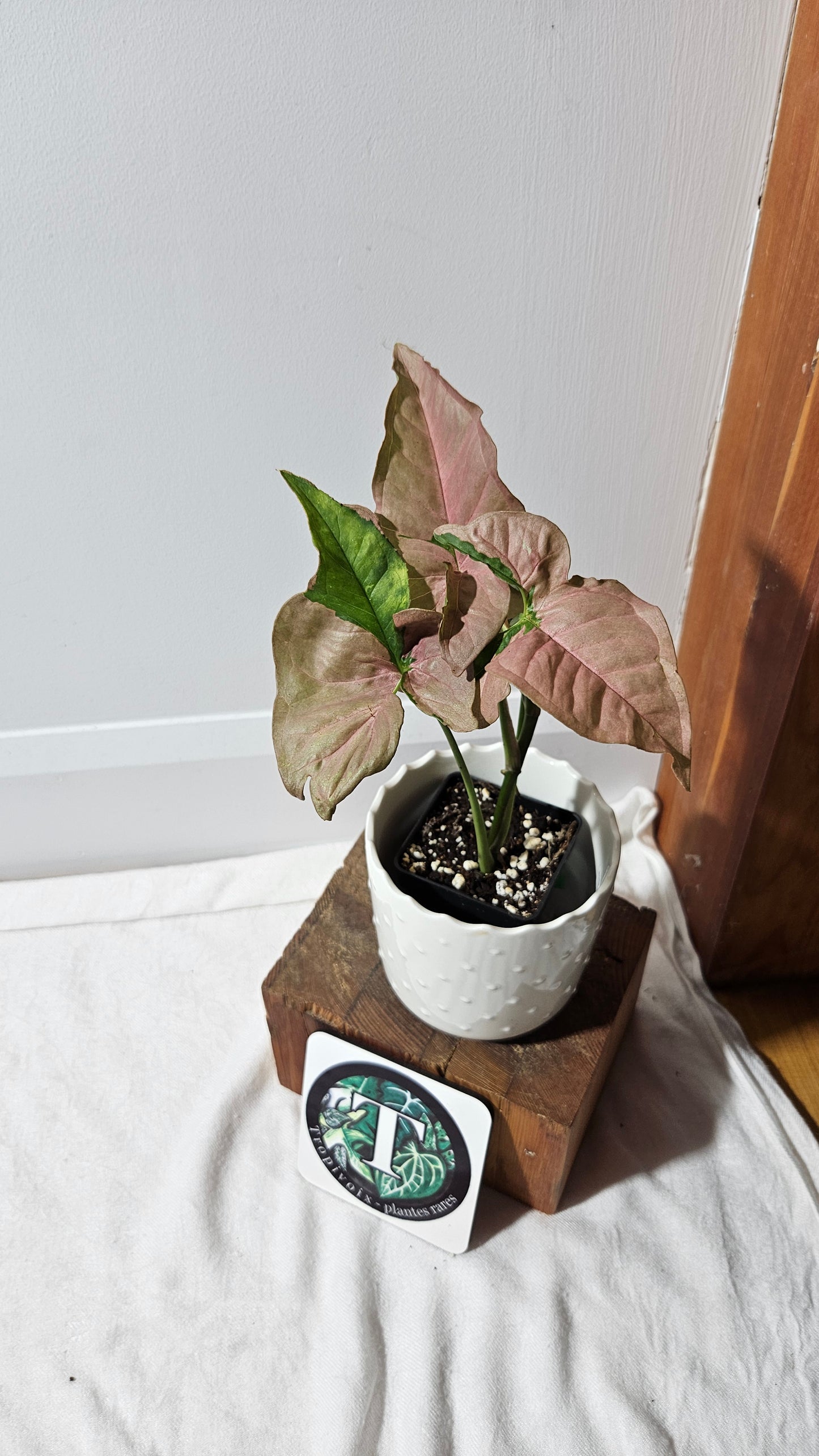 Syngonium Pink Lava (SYN-437)