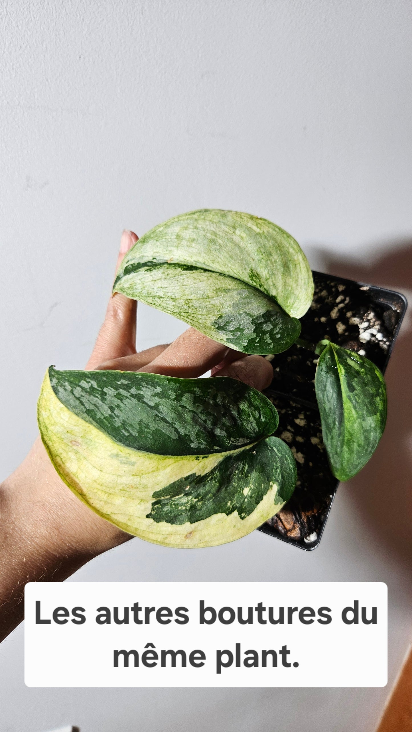 Scindapsus Kencana (SCI-1017)