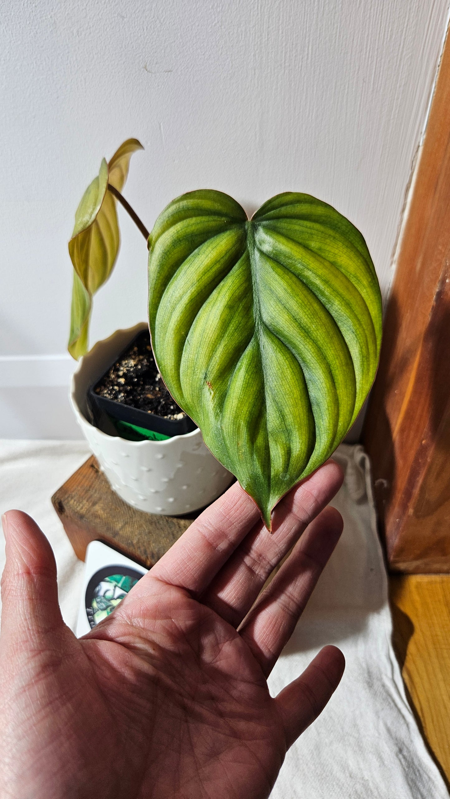 Philodendron Aff Colombia (PHI-720)