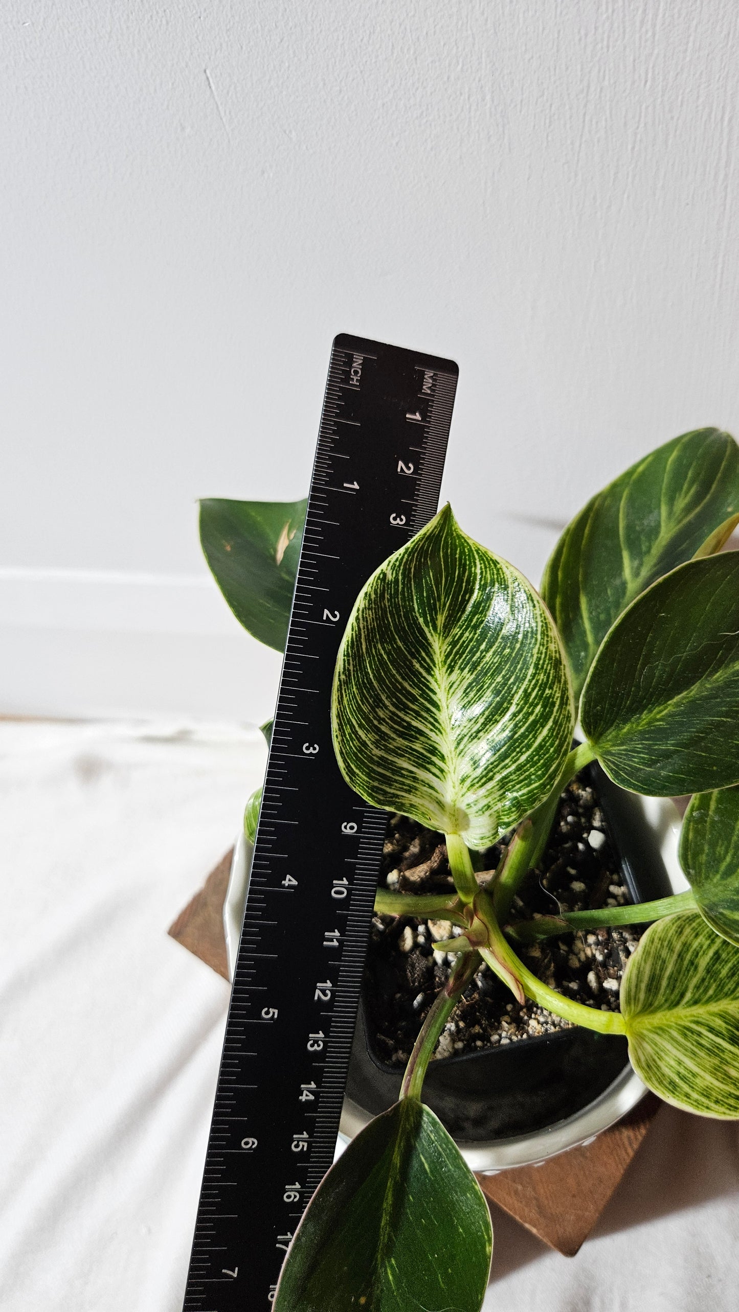 Philodendron Birkin (PHI-851)