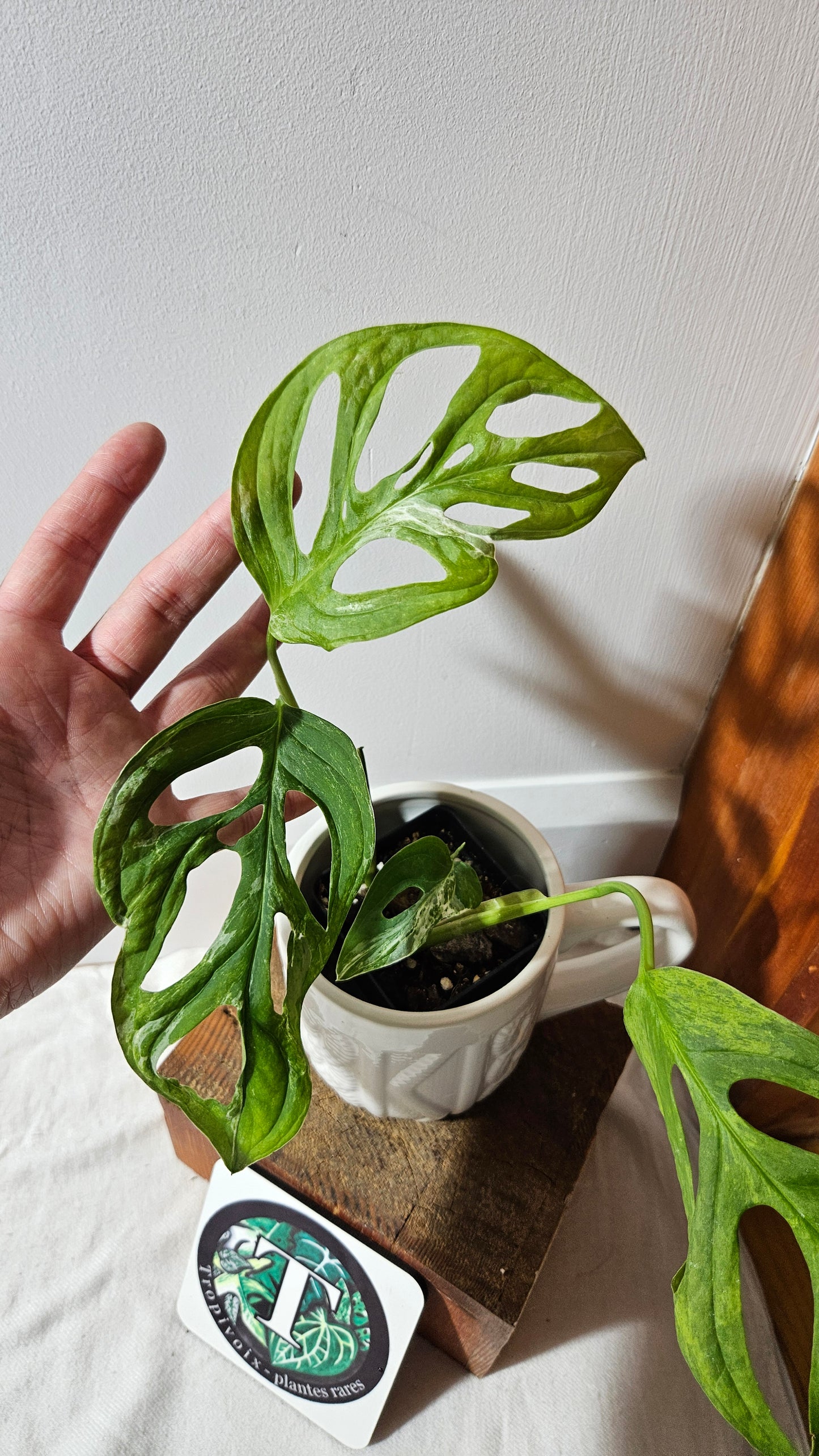 Monstera Andasonii Mint/Indo (MON-476)