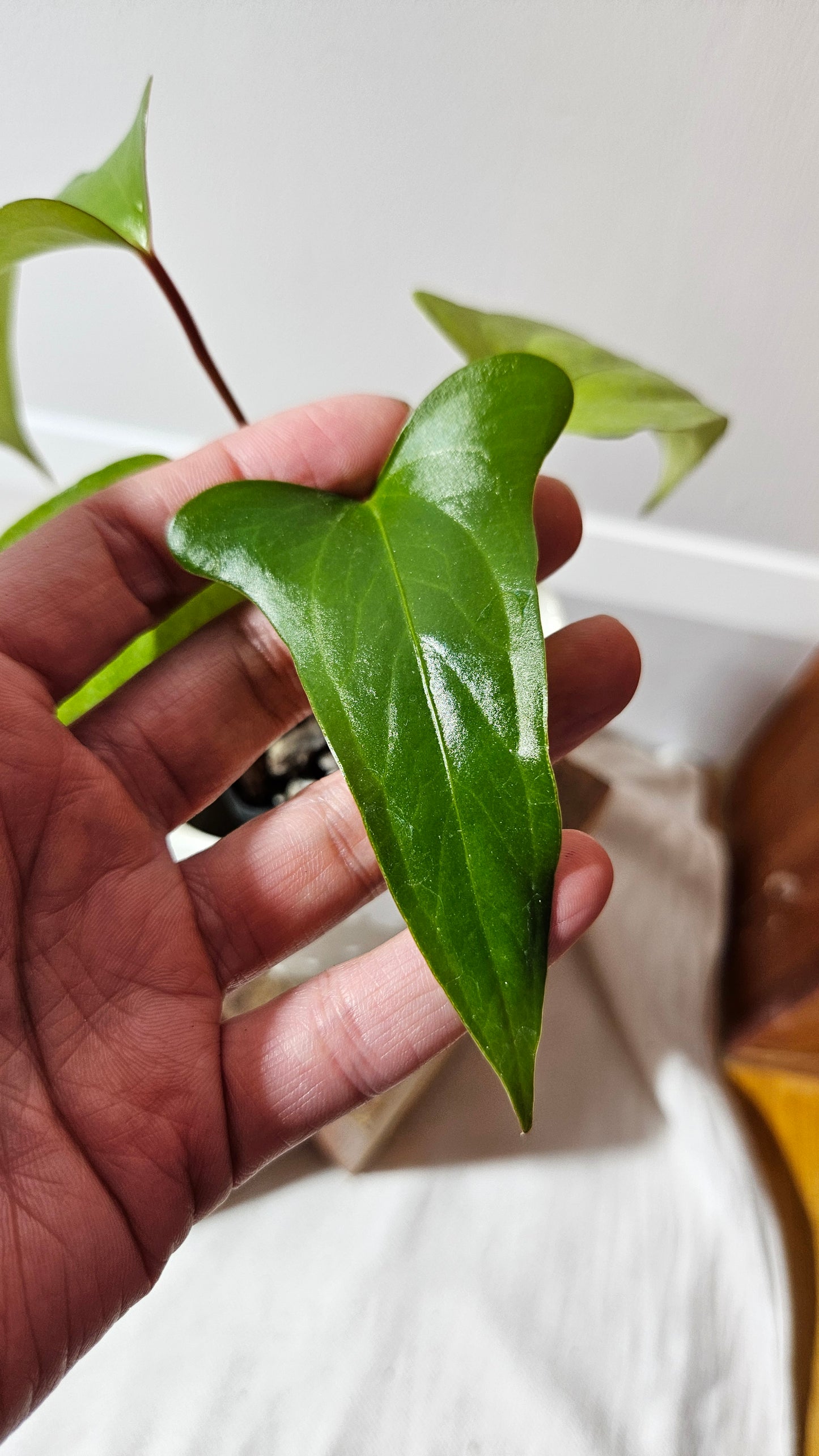 Anthurium Pinkleyi "SEEDLING format" (ANT-189)