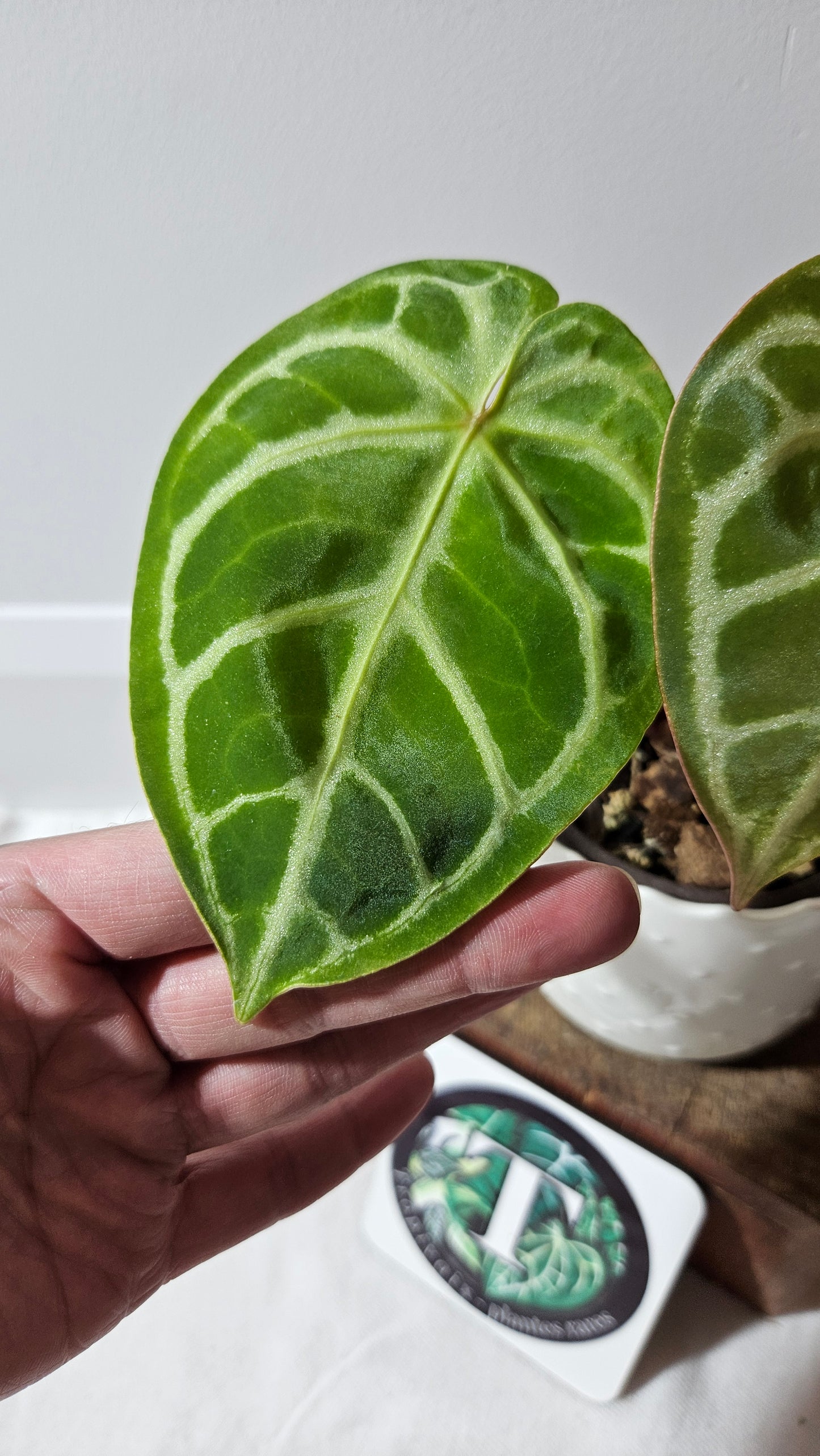 Anthurium Domino Hybrid "format PETIT" (ANT-522)