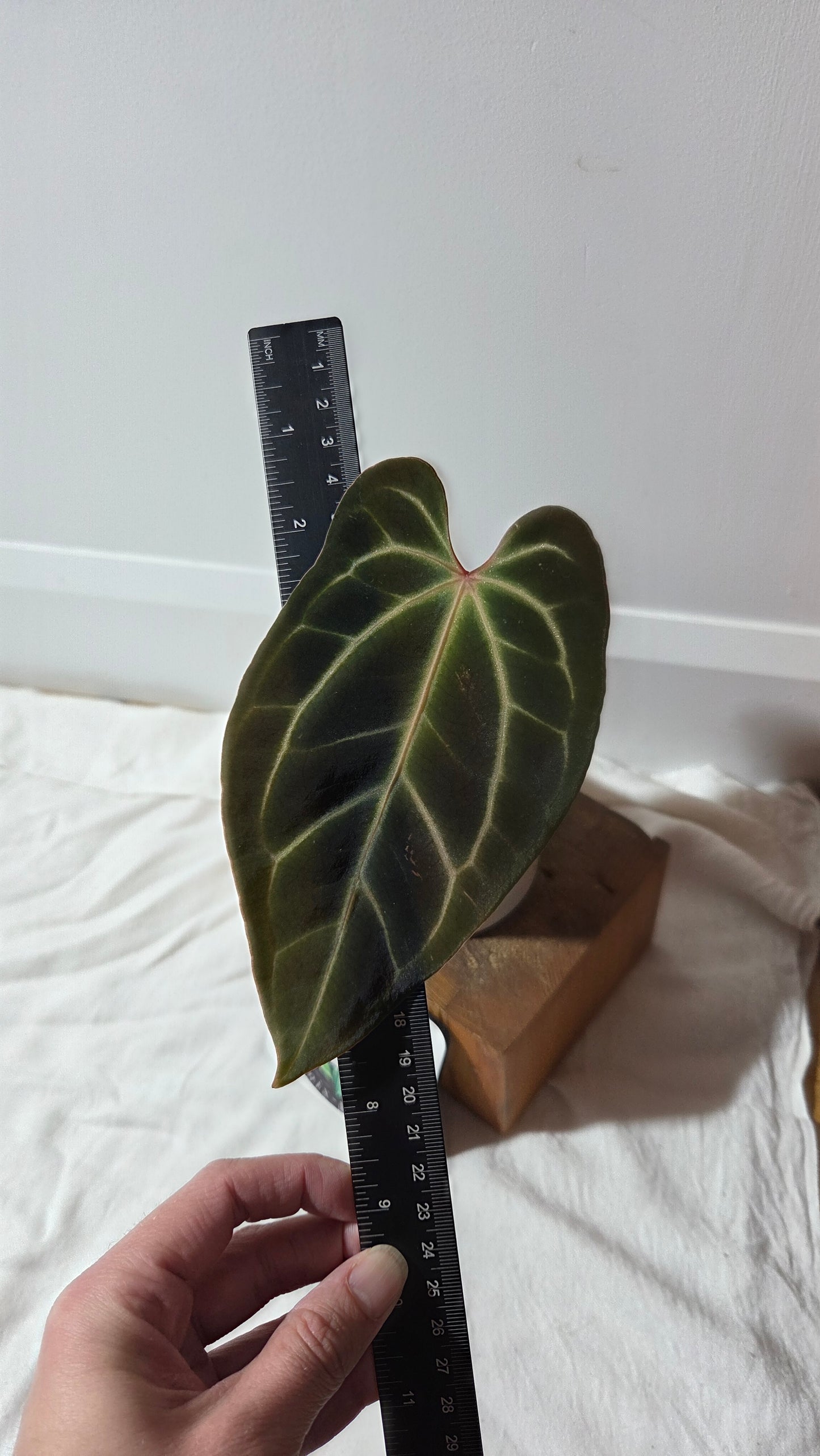 Anthurium Besseae Aff Super Dark "Format MOYEN" (ANT-667)