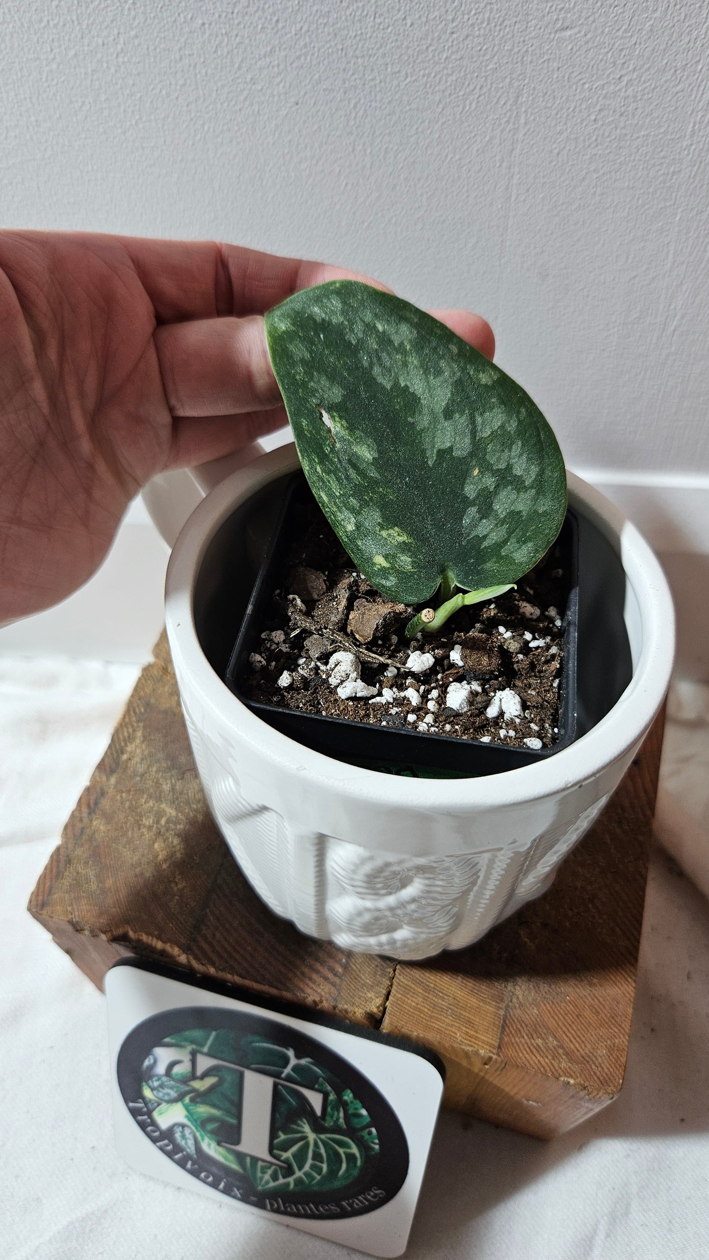 Scindapsus Green Diamond (SCI-1263)