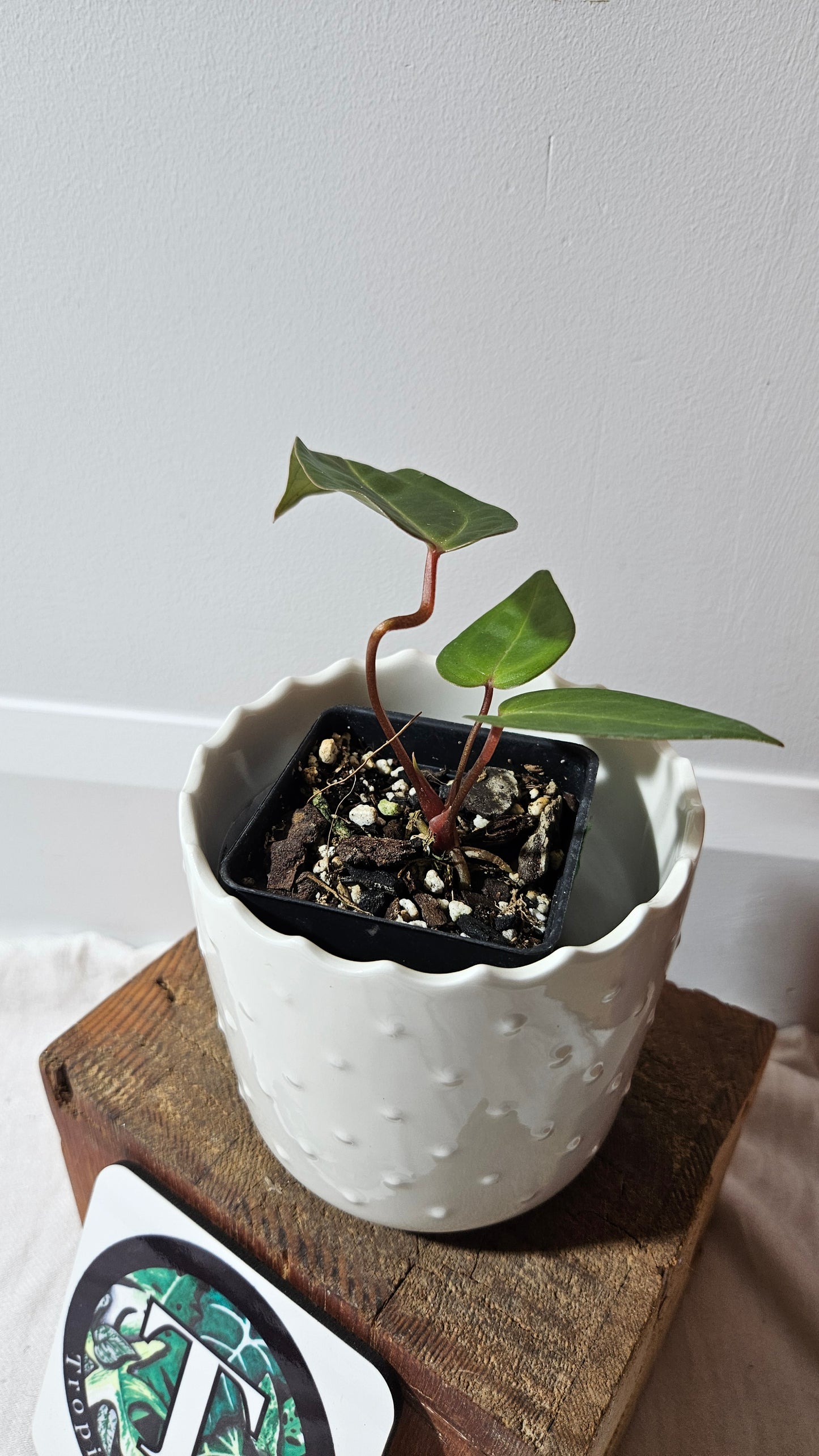 Anthurium Carlablackiae (Indo) X Papillilaminum "format PETIT" (ANT-473)