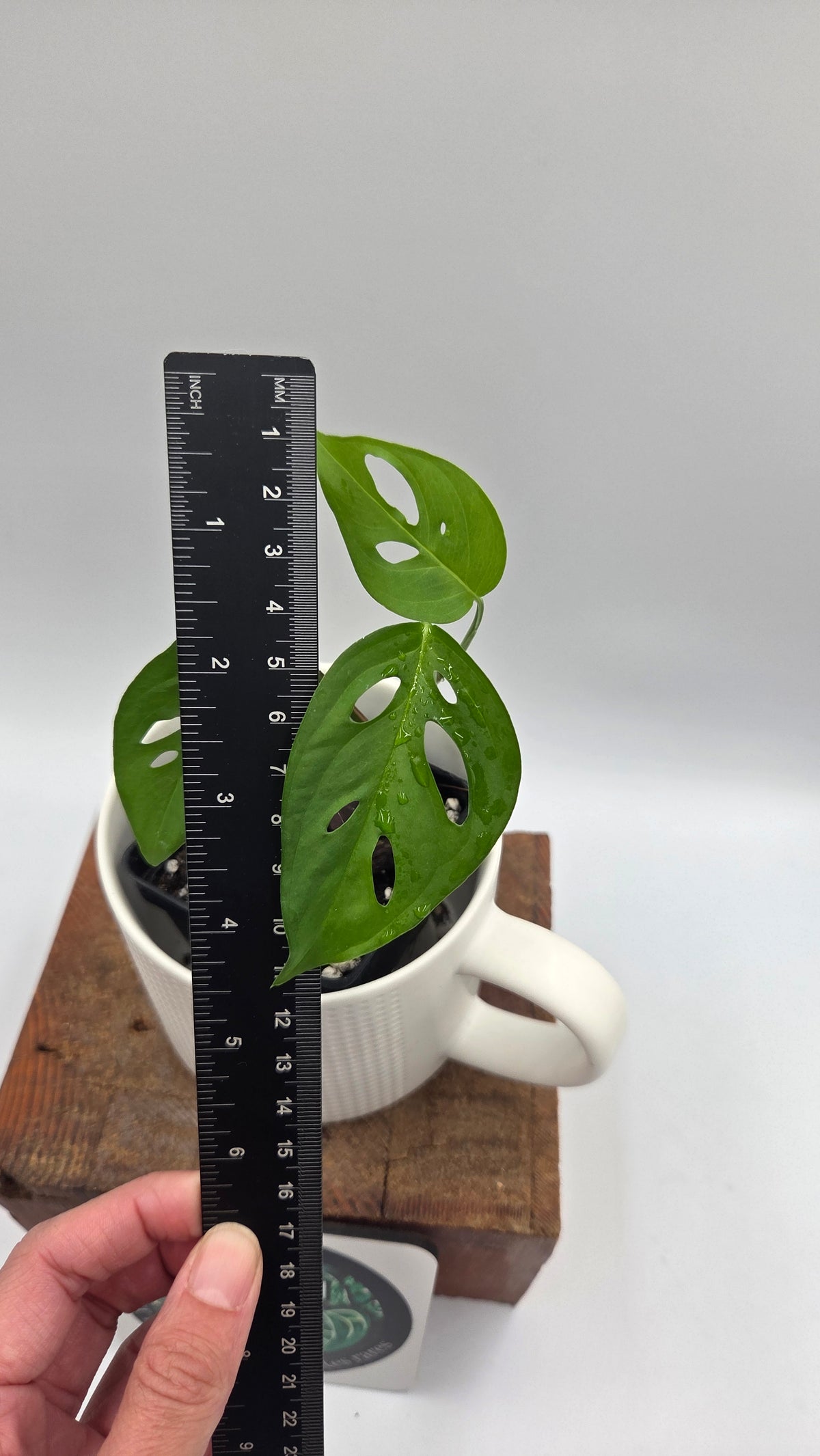 Monstera Obliqua Aff Indanza (MON-281)
