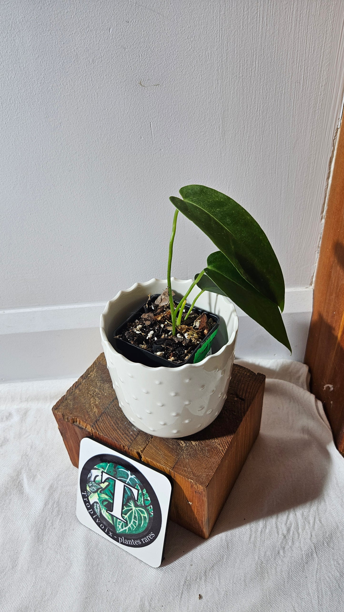Anthurium Cirinoi aff Black Velvet "format MOYEN"(ANT-433)