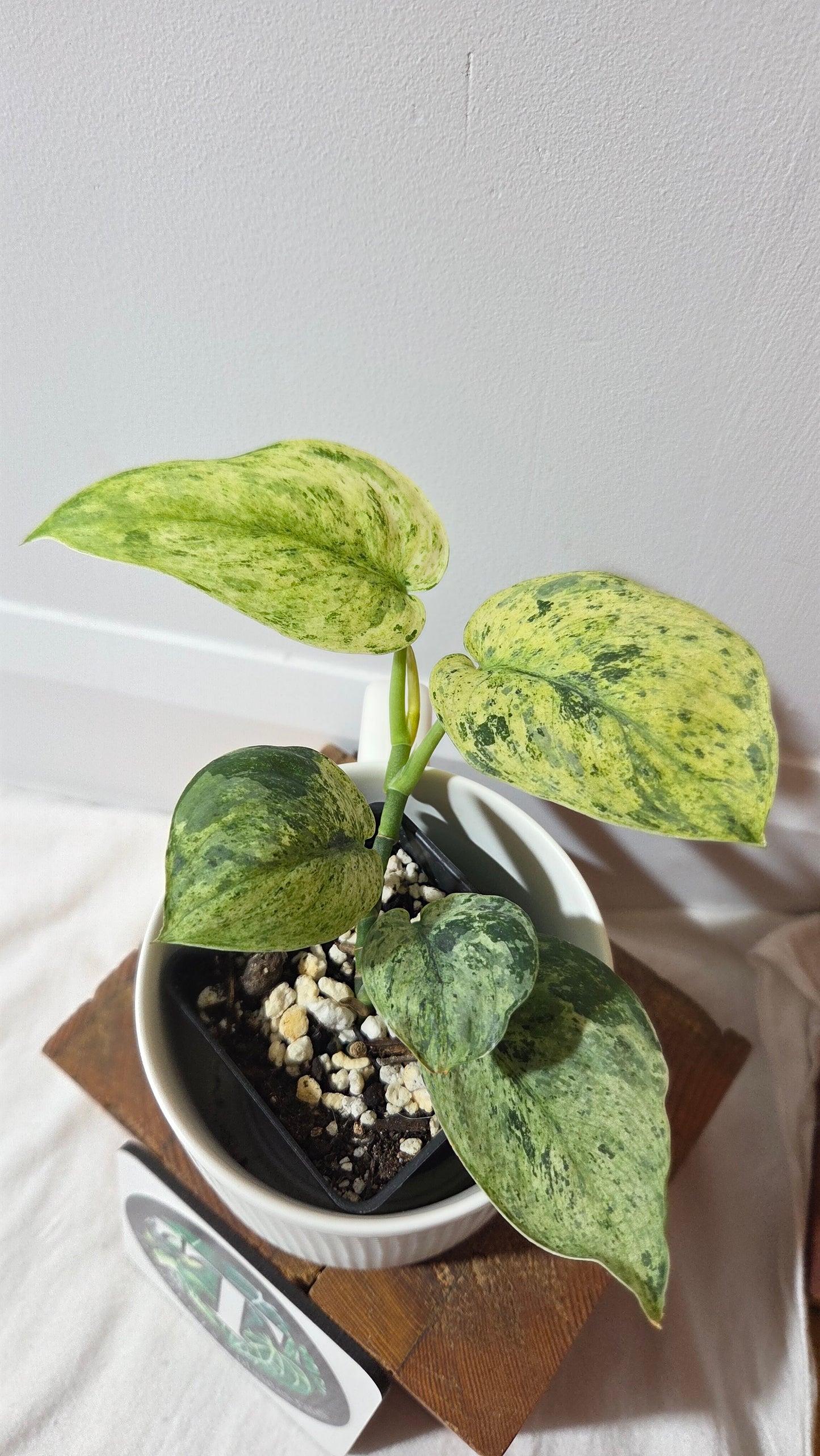 Scindapsus Keraton (SCI-1407)